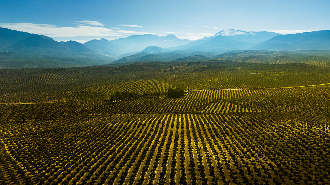 Jord til oliventræer: Den rette sammensætning for sund vækst