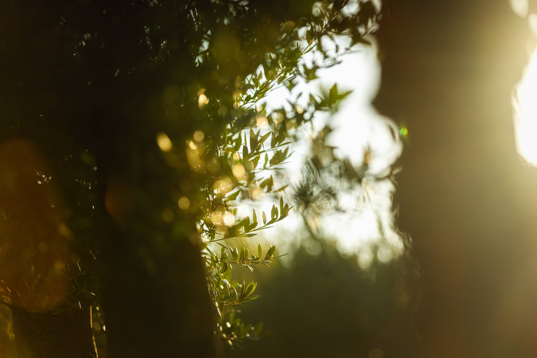 Omplantning af oliventræ: Hvornår og hvordan gør du?