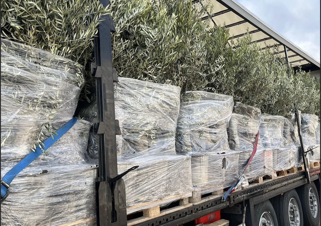 Nyhed: Første sæt oliventræer er nu ankommet!