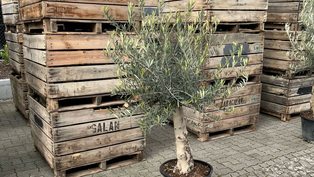 Mange tager fejl: Oliventræer trives ikke indendørs