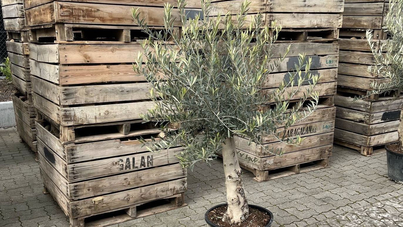 Mange tager fejl: Oliventræer trives ikke indendørs