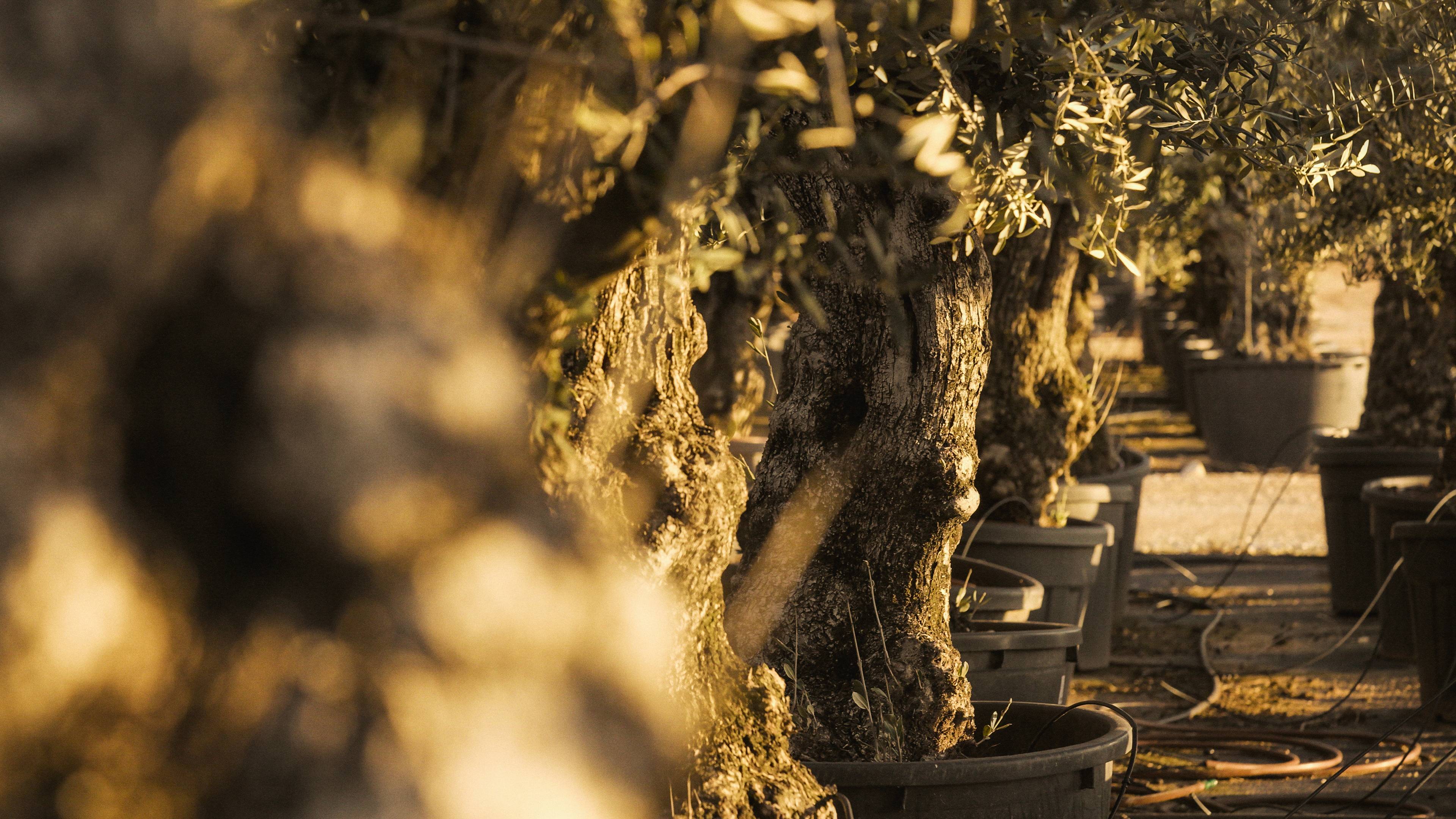 Oliventræ og vinter: Sådan beskytter du dit træ i koldt vejr