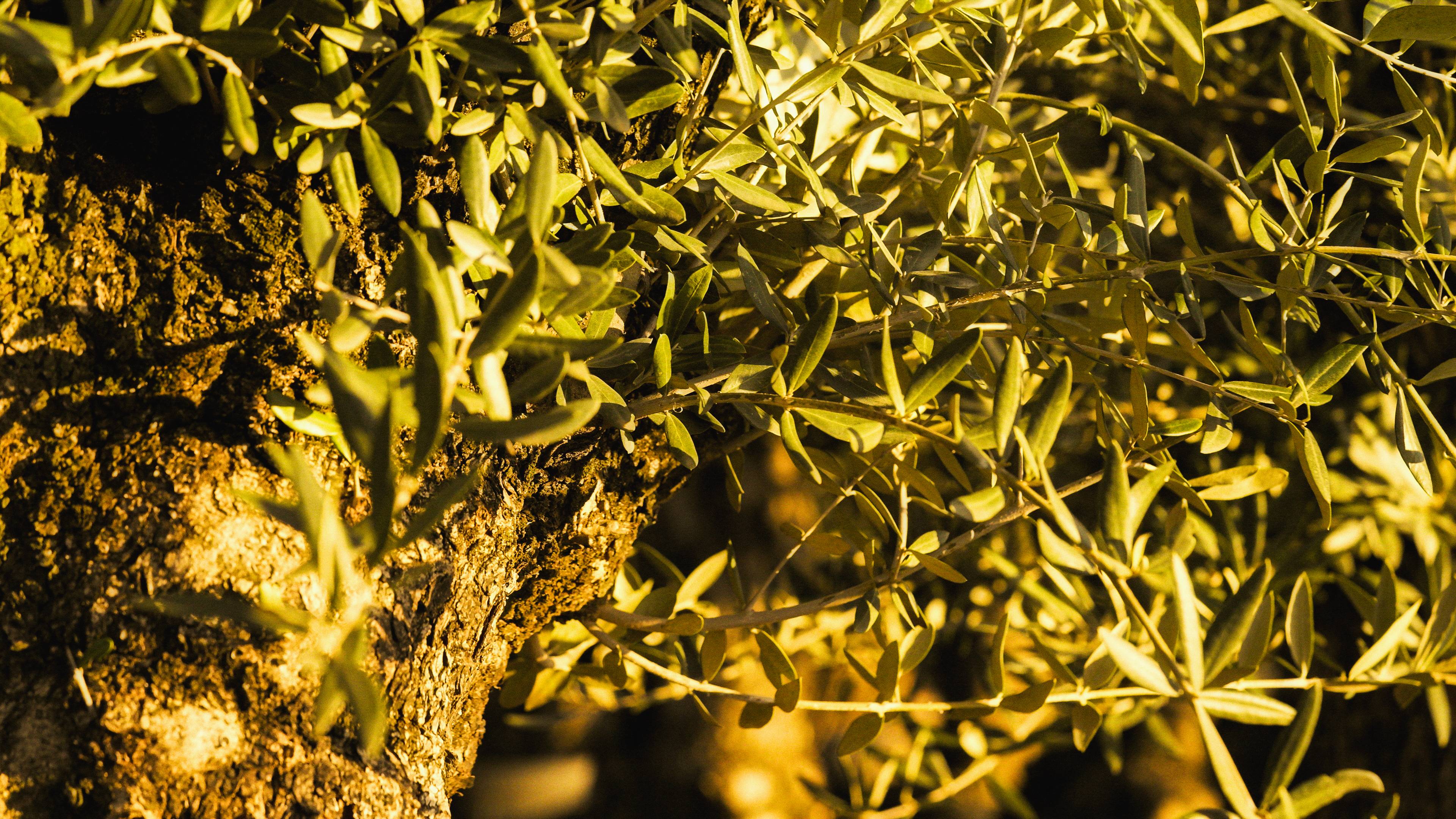 Oliventræ i krukke: Det skal du være opmærksom på