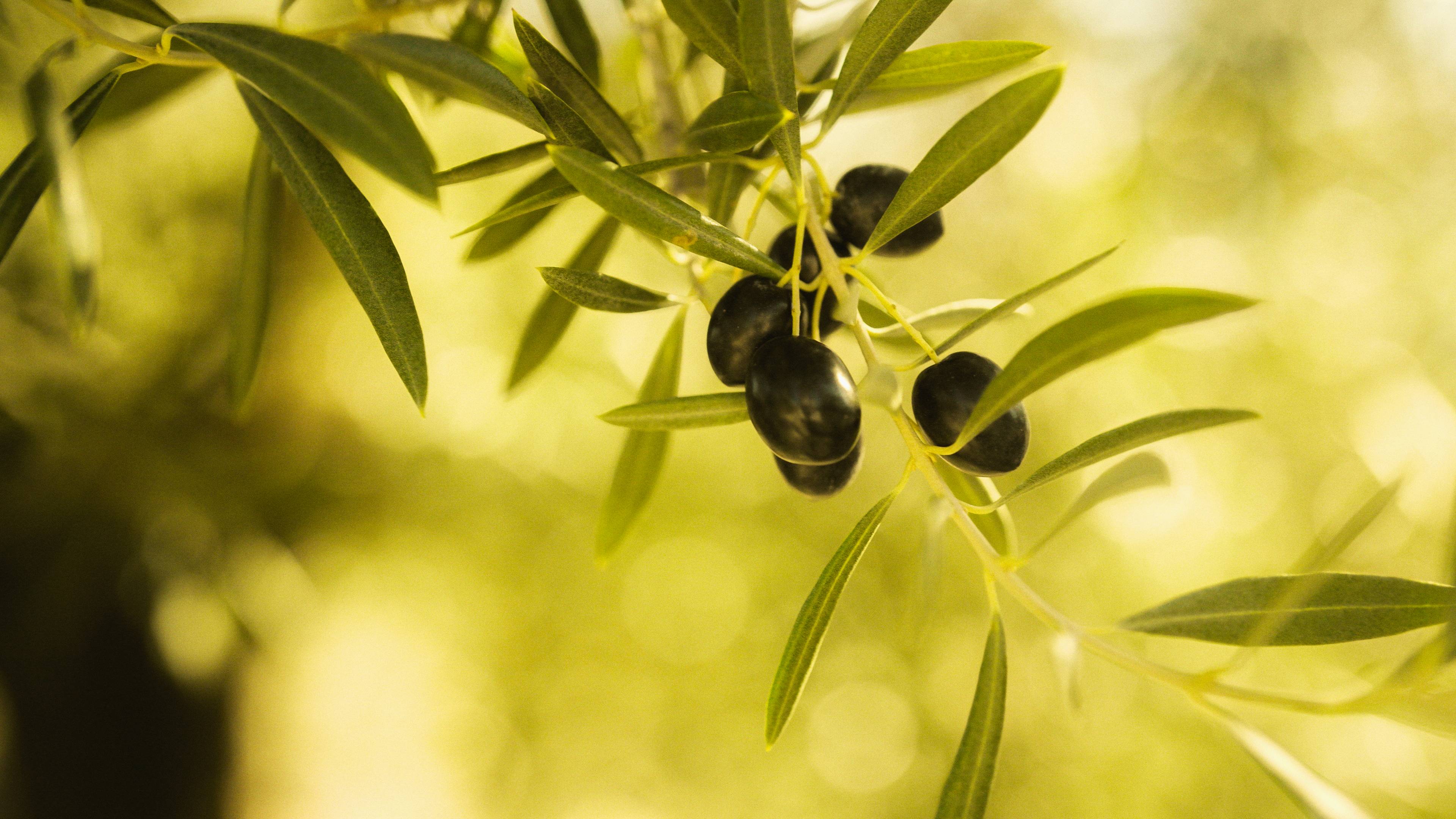 Gødning til oliventræ: Sådan får du et sundt og frodigt træ