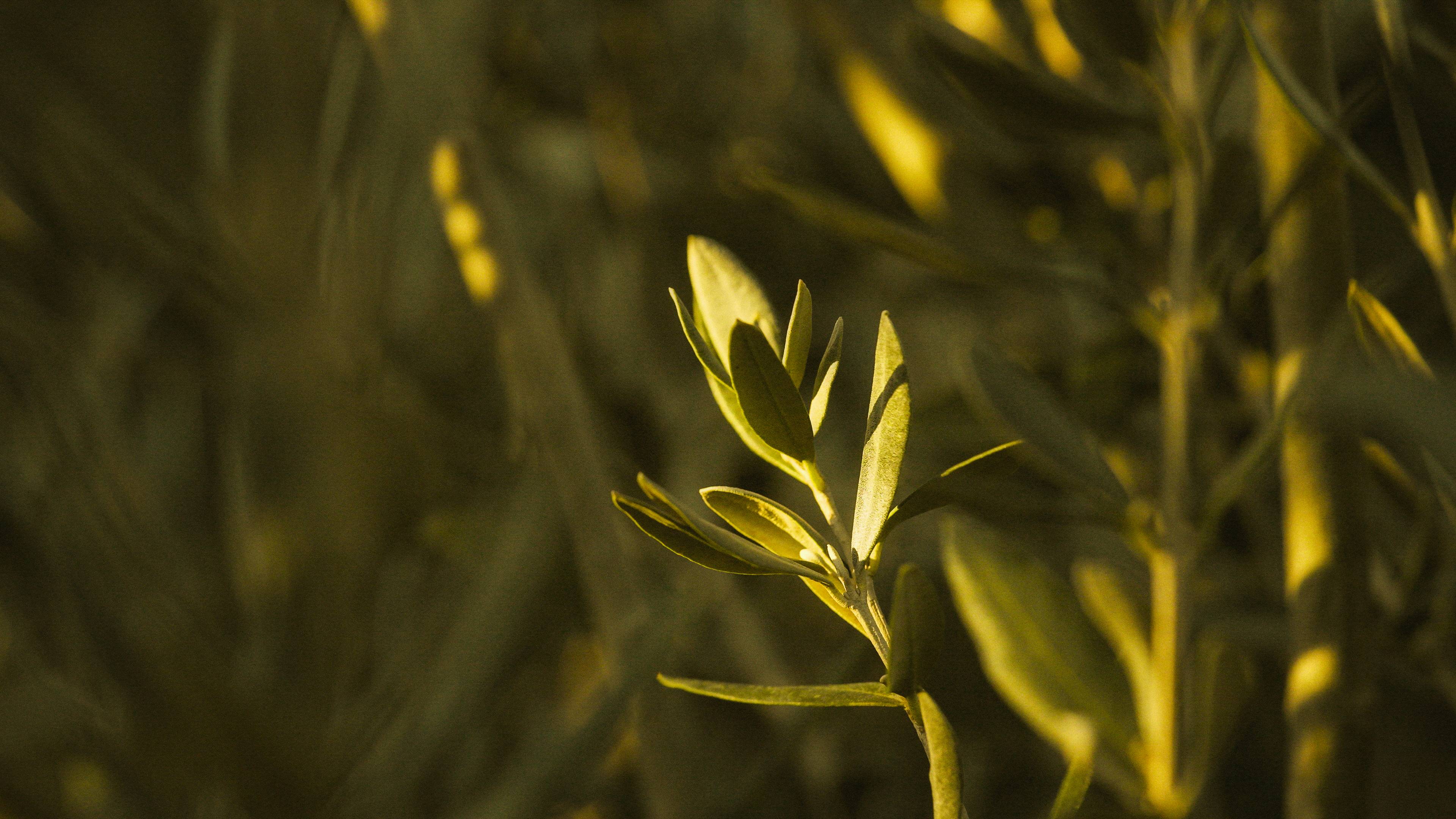 Beskæring af oliventræer: Sådan gør du det rigtigt