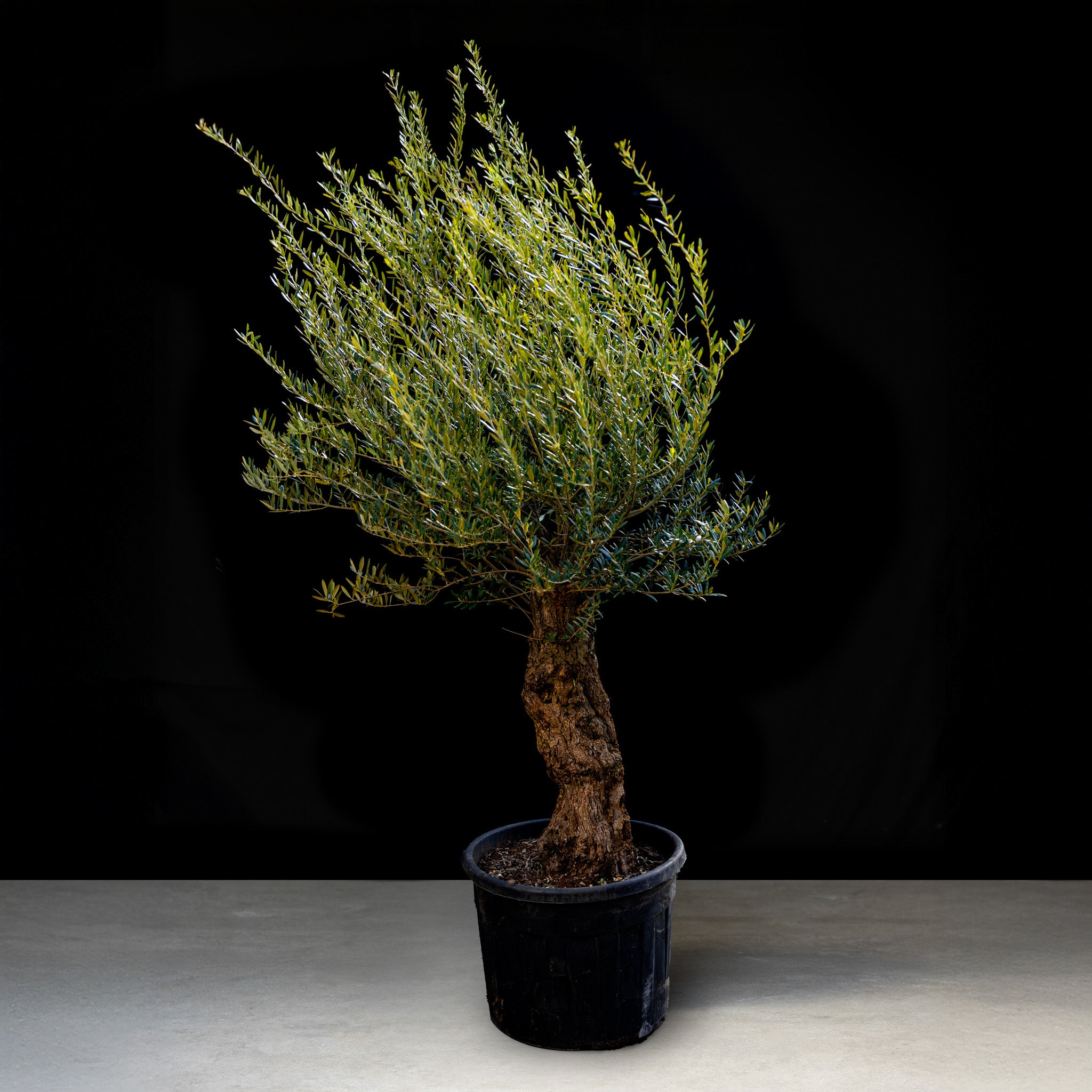 Oliventræ, 100-120 år, 190-220 cm