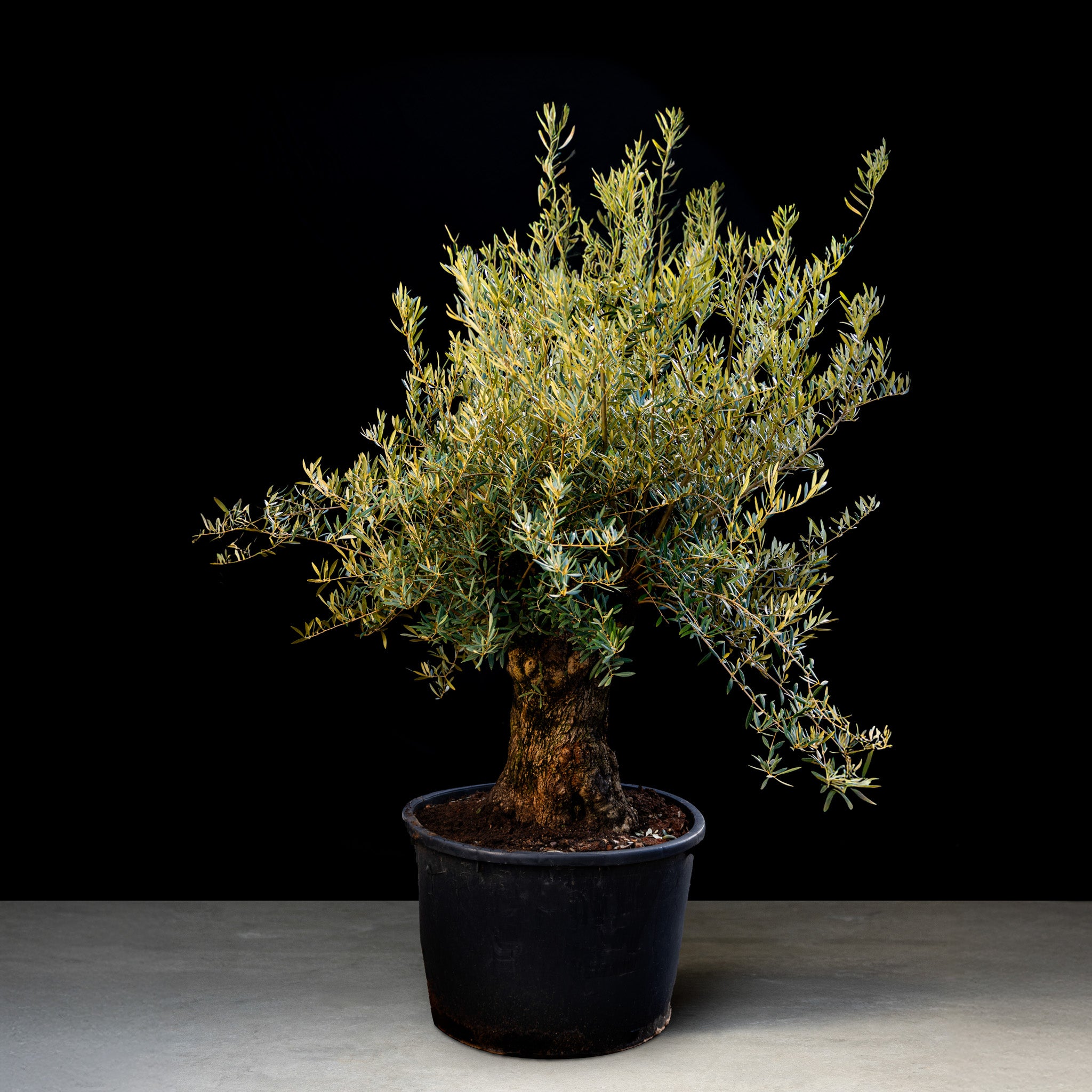 Oliventræ, 120-140 år, 190-220 cm