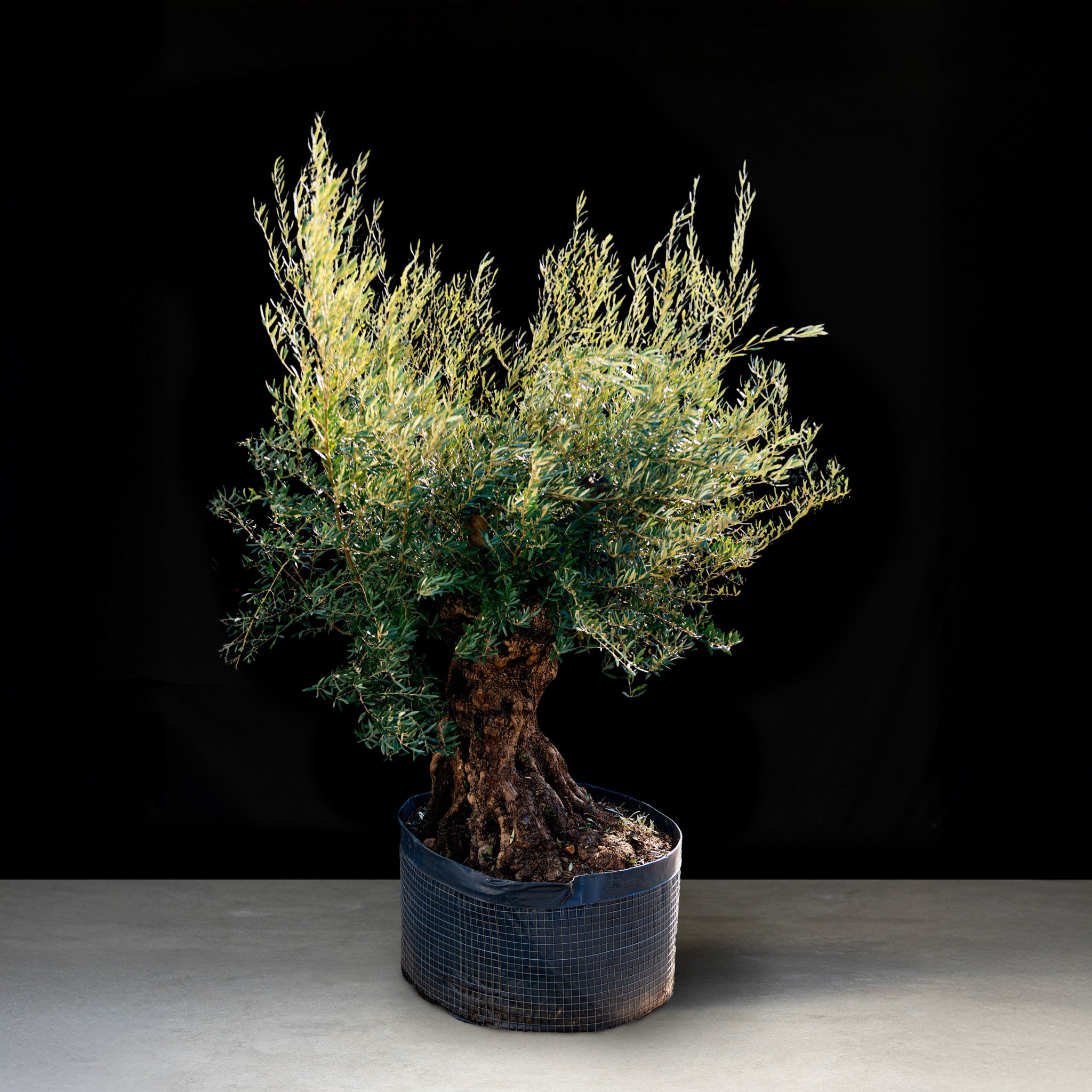 Oliventræ, 160-180 år, 190-220 cm