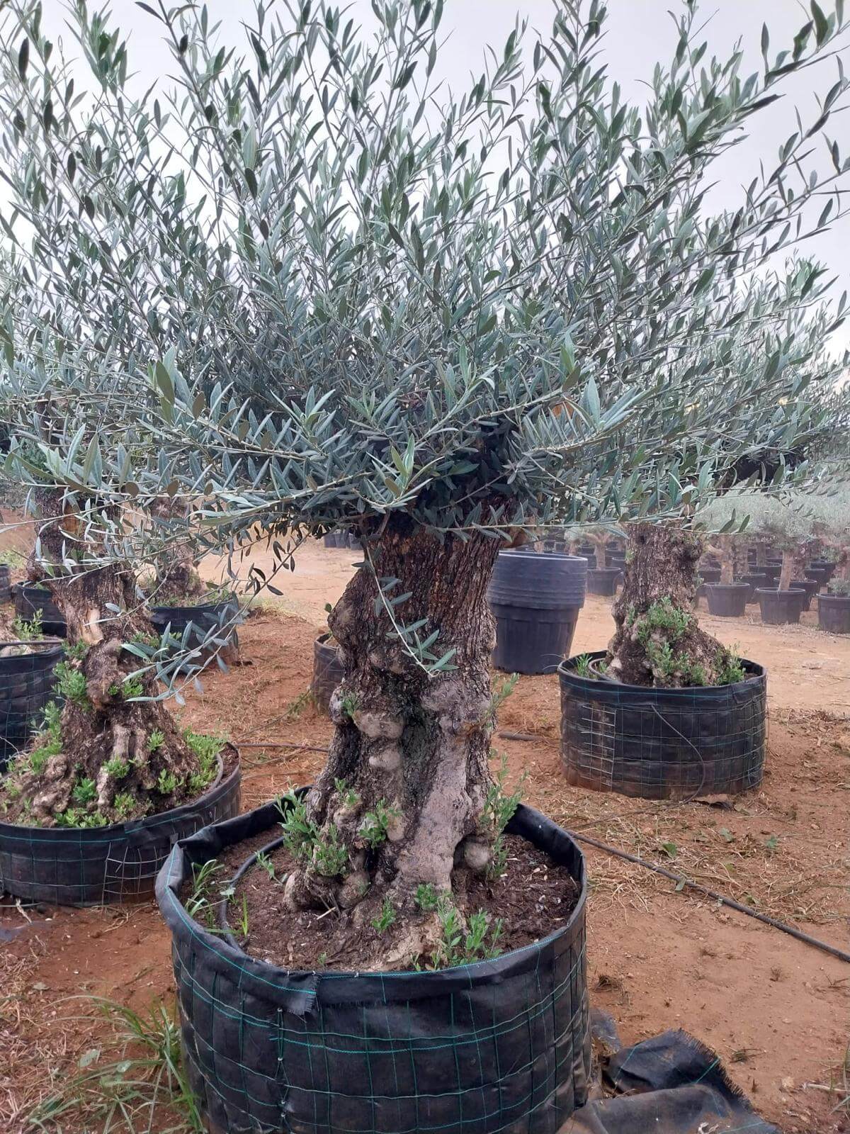 Oliventræ, 120-140 år, 190-220 cm