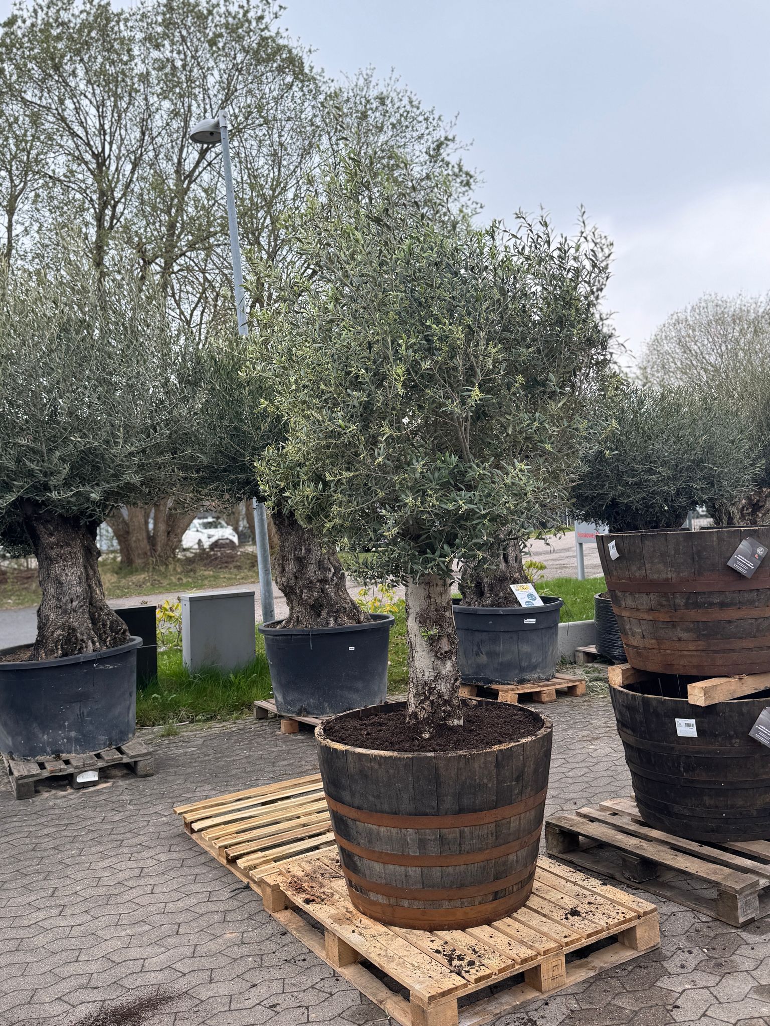 Oliventræer +130år, 200-230 cm