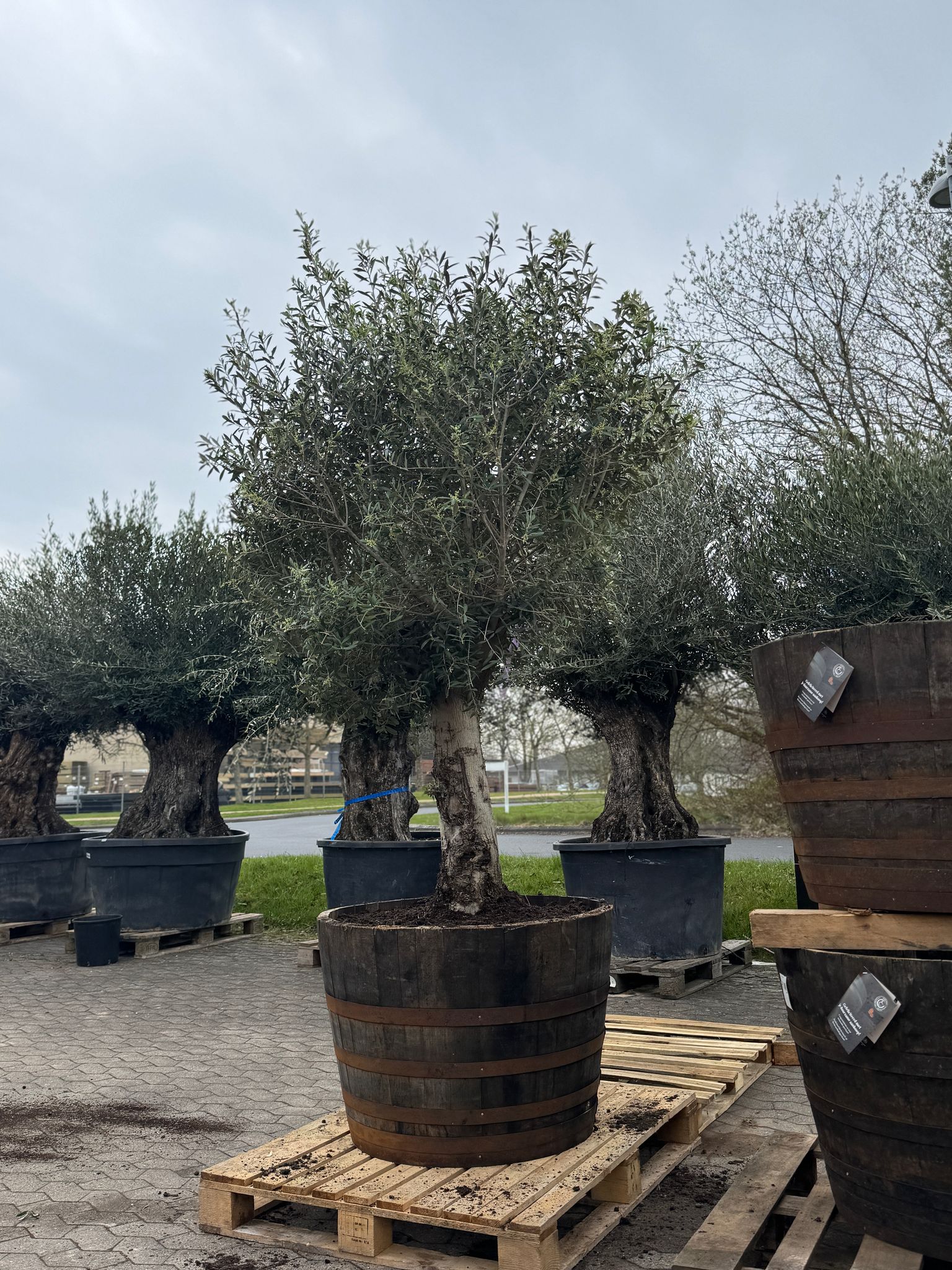 Oliventræer +130år, 200-230 cm