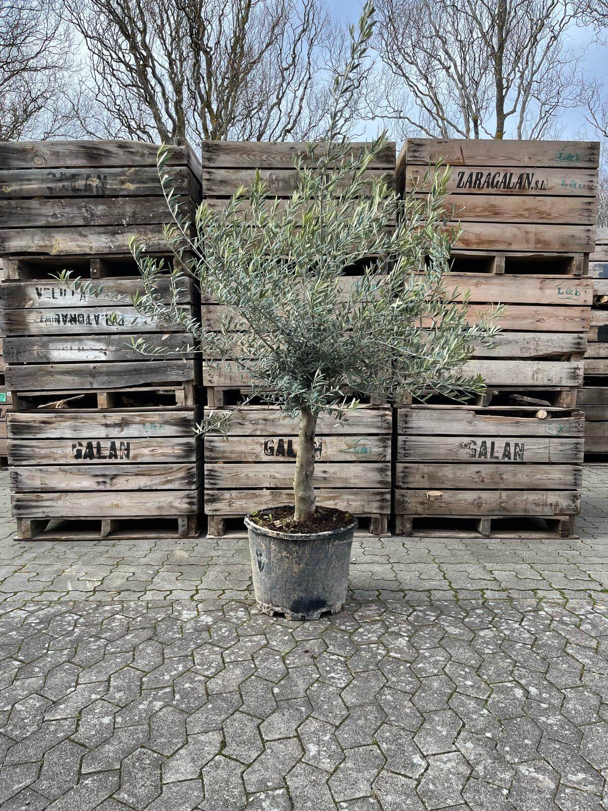 Oliventræ, 25-35 år, 170-200 cm