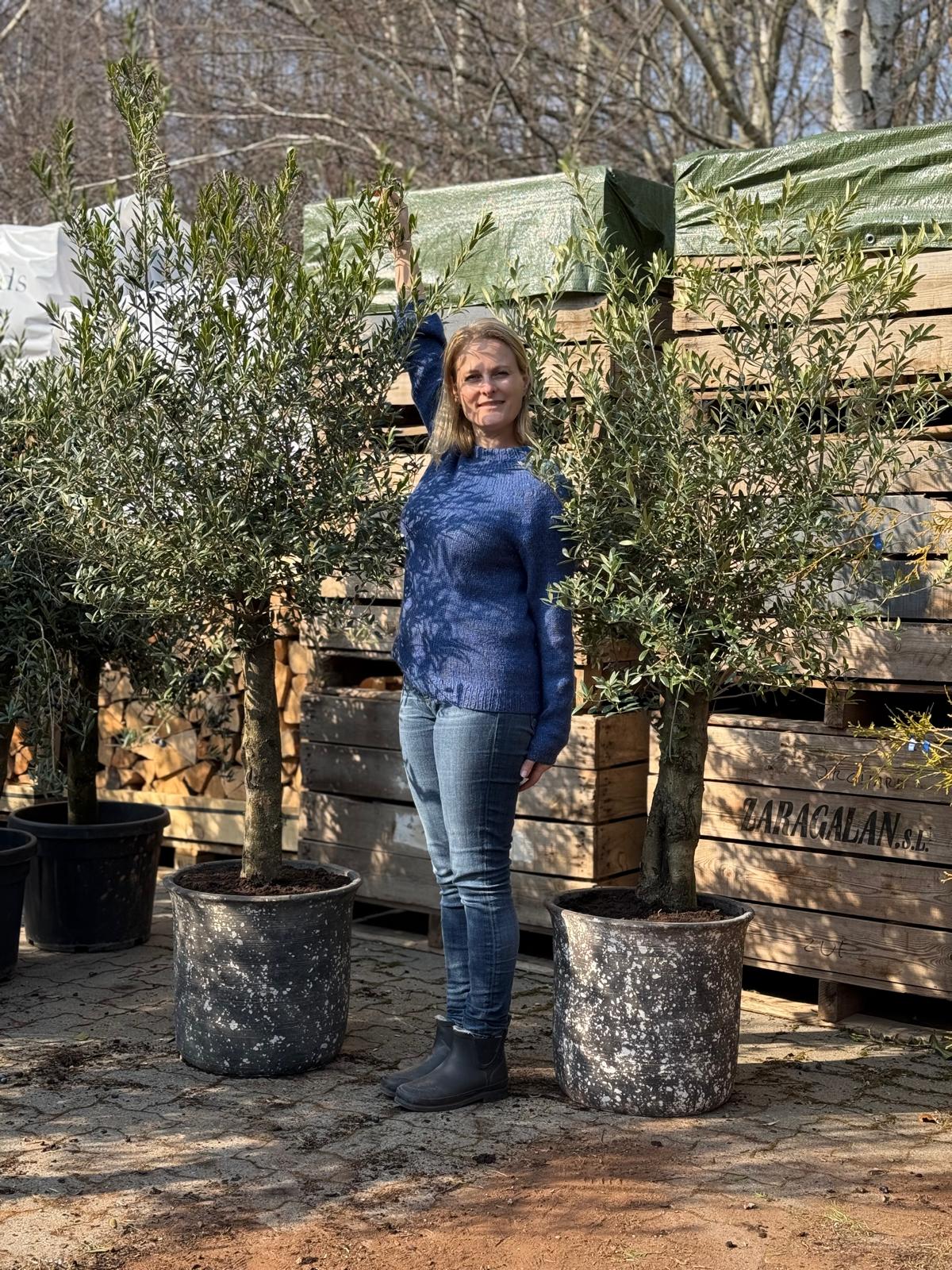 2. stk Oliventræ + Quercus krukker, Ø54 (Omplantet)