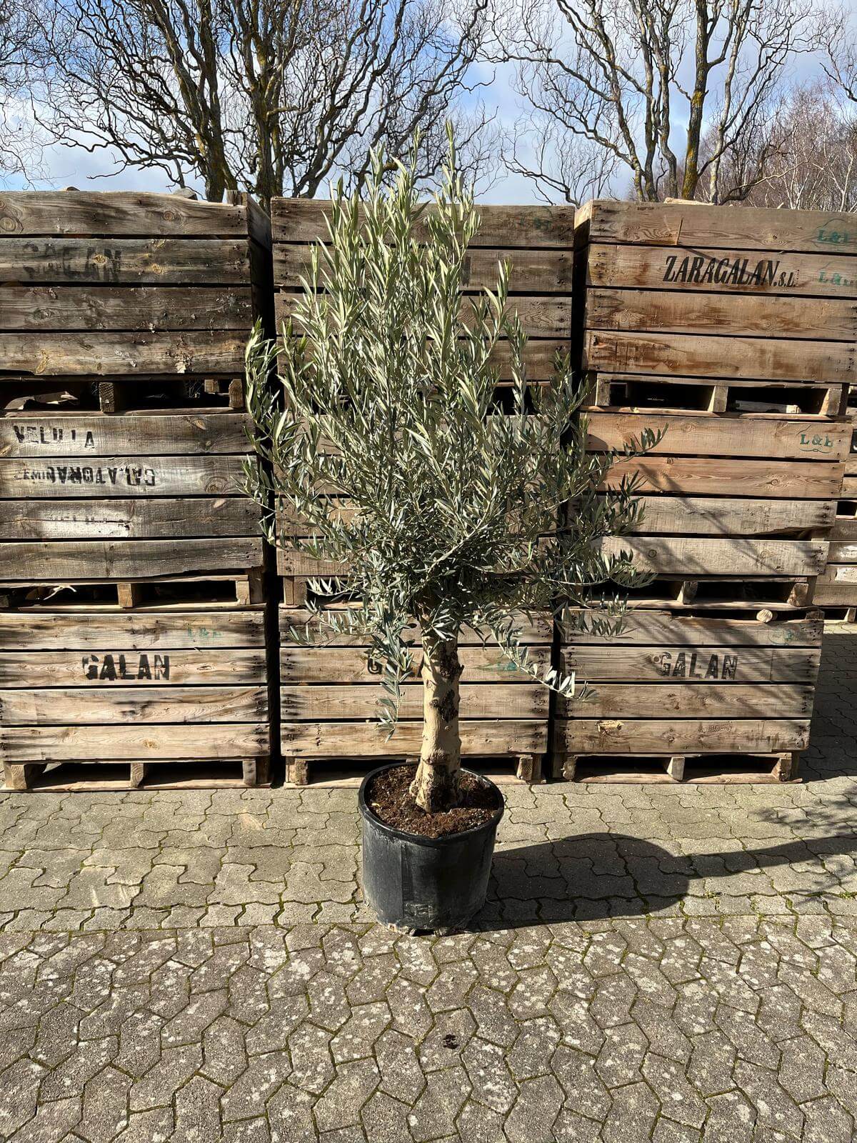 Oliventræ, 35-45 år, 180-210 cm