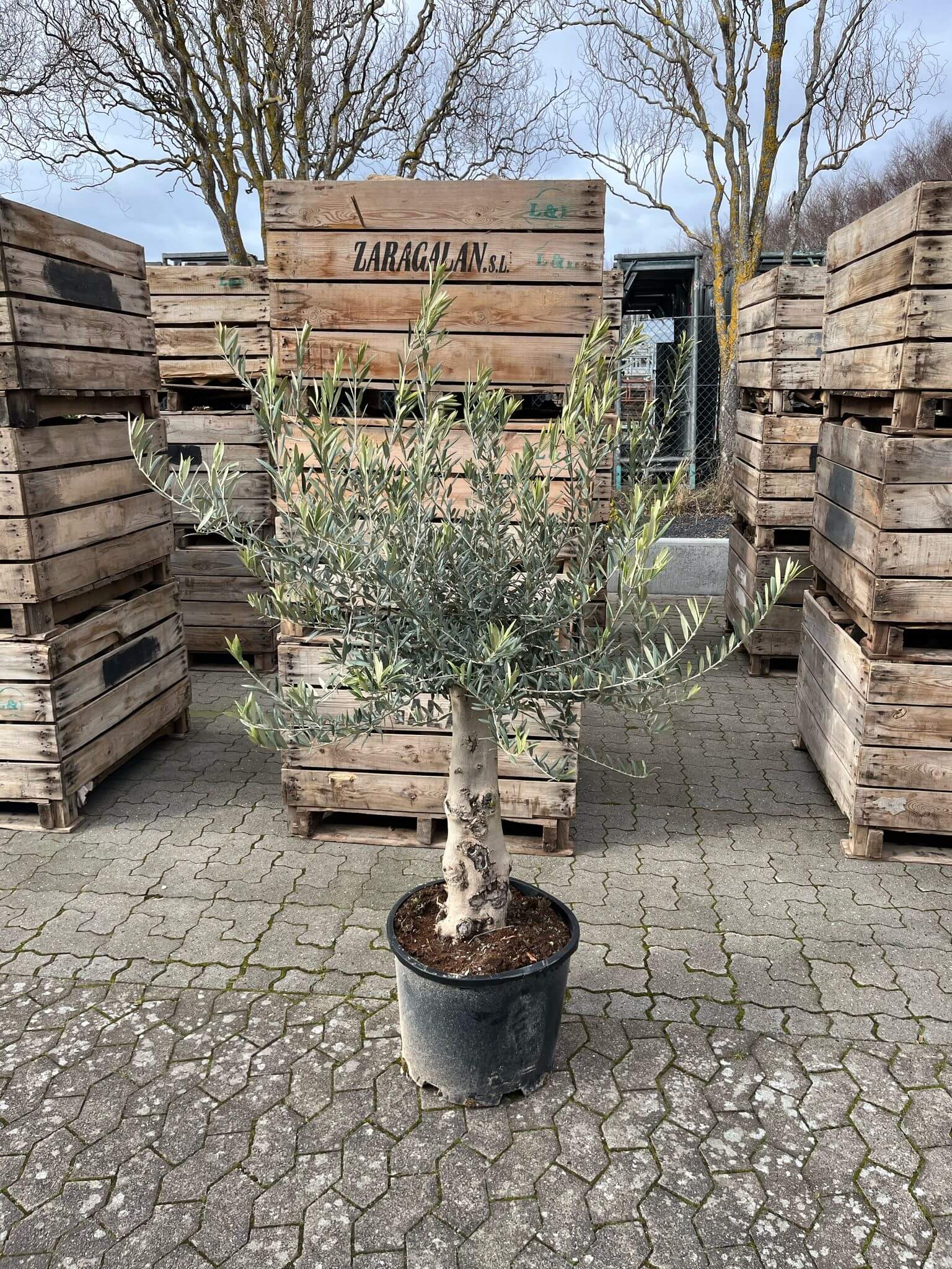 Oliventræ, 45-55 år, 180-210 cm