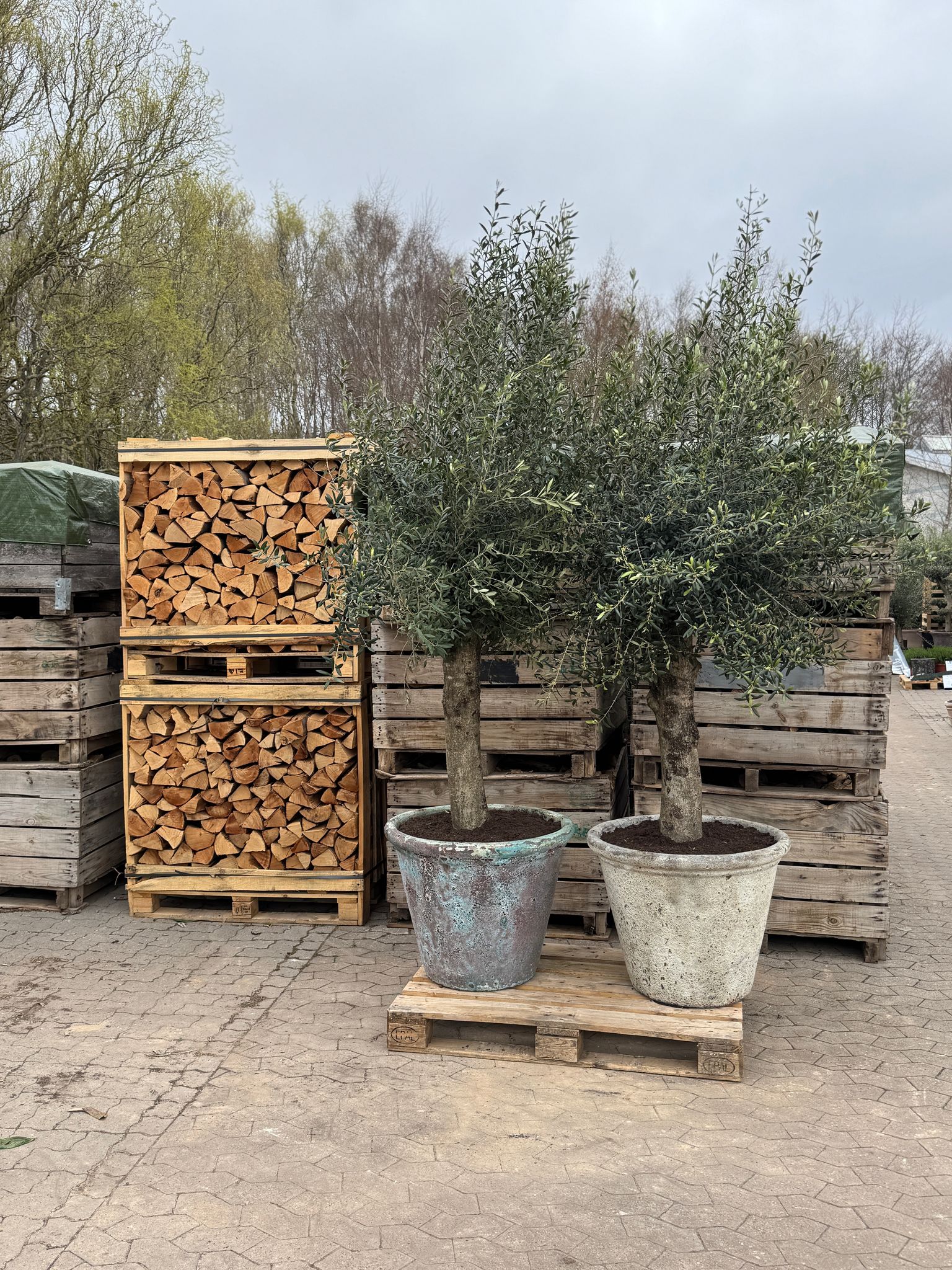 Oliventræ +70år + Betula krukke, Ø72 (1 stk Omplantet)