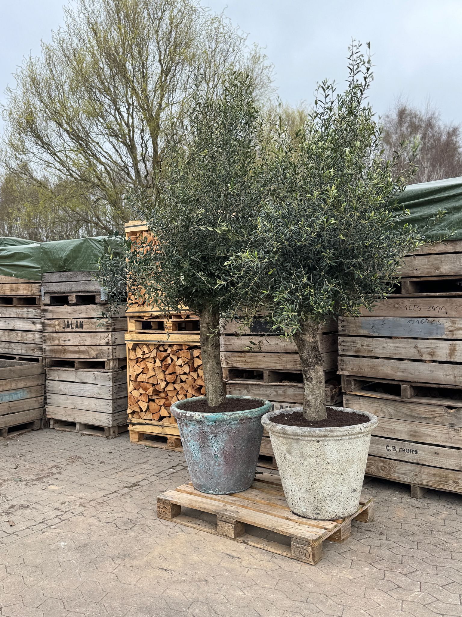 Oliventræ +70år + Betula krukke, Ø72 (1 stk Omplantet)