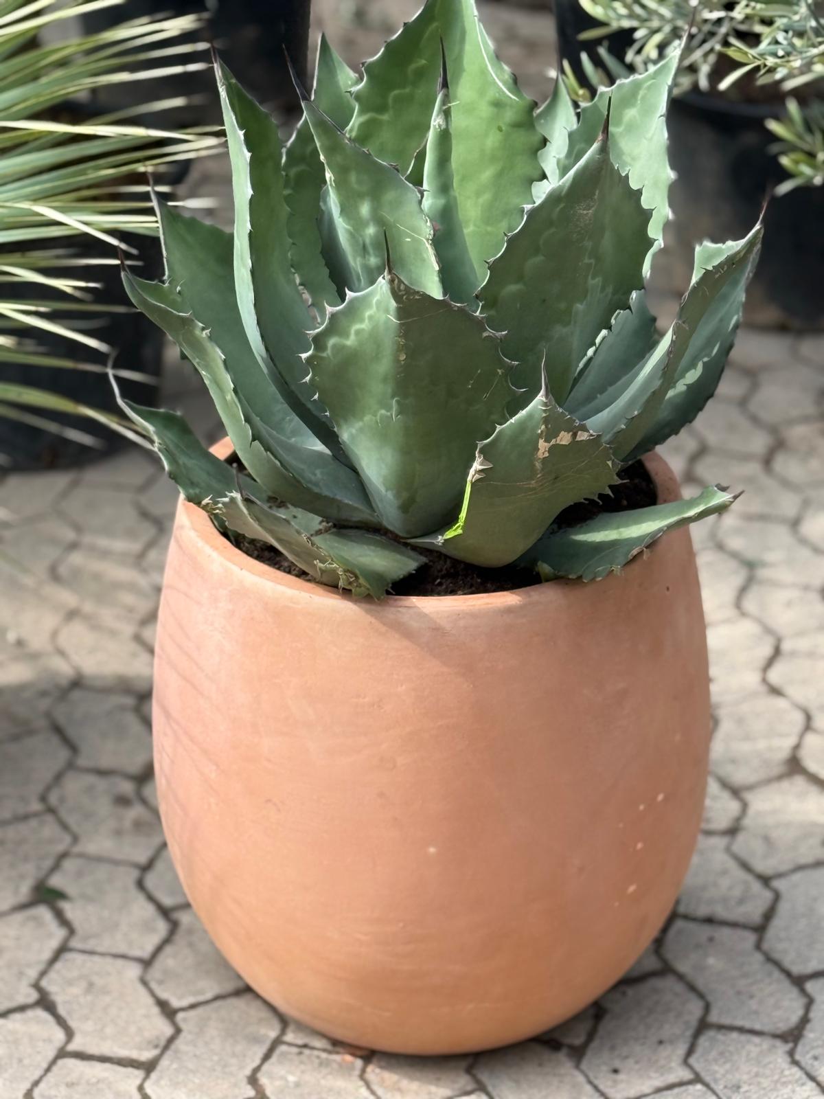 Agave Ferox i stor Ø40 potte