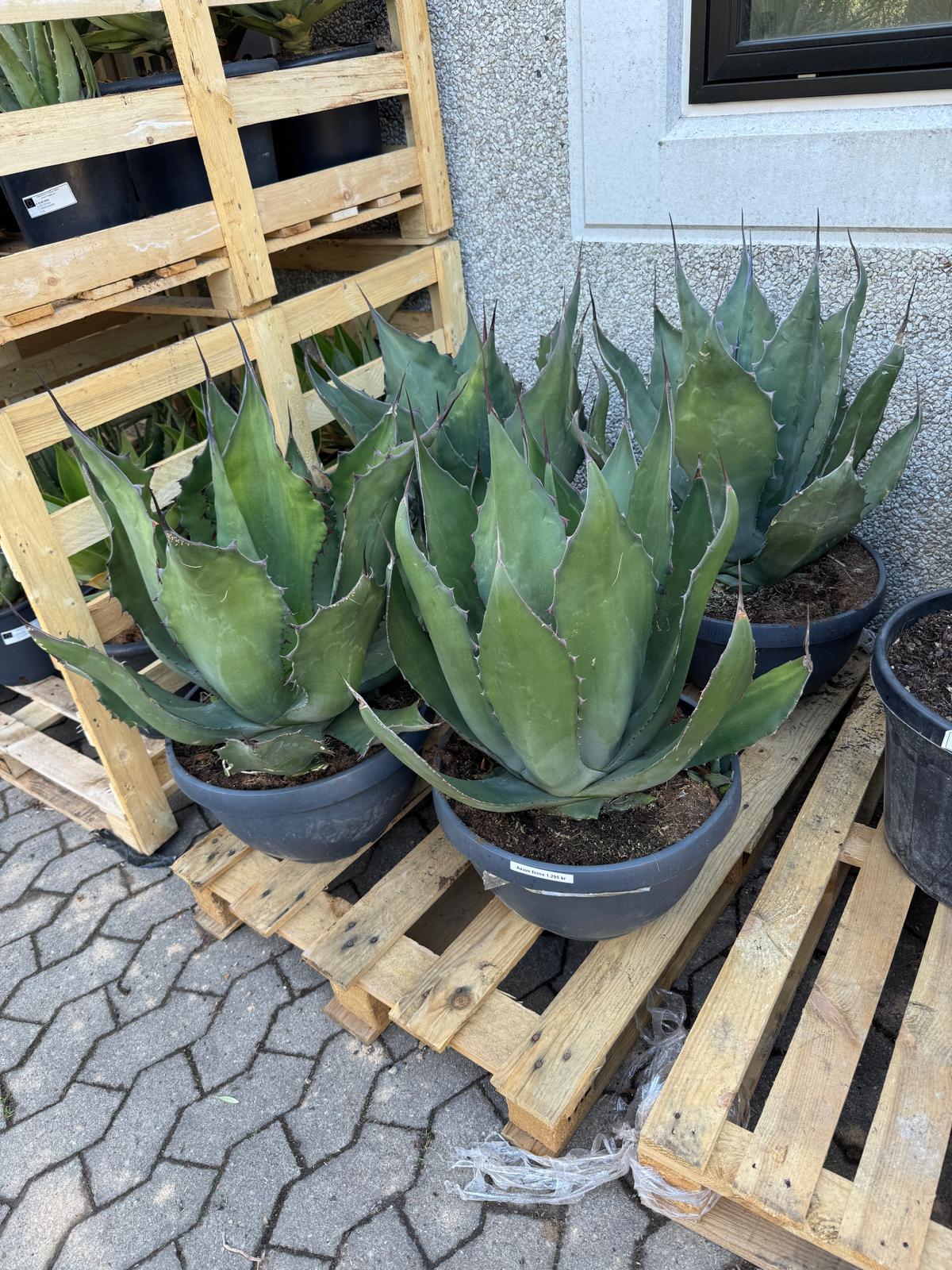 Agave Ferox i stor Ø40 potte