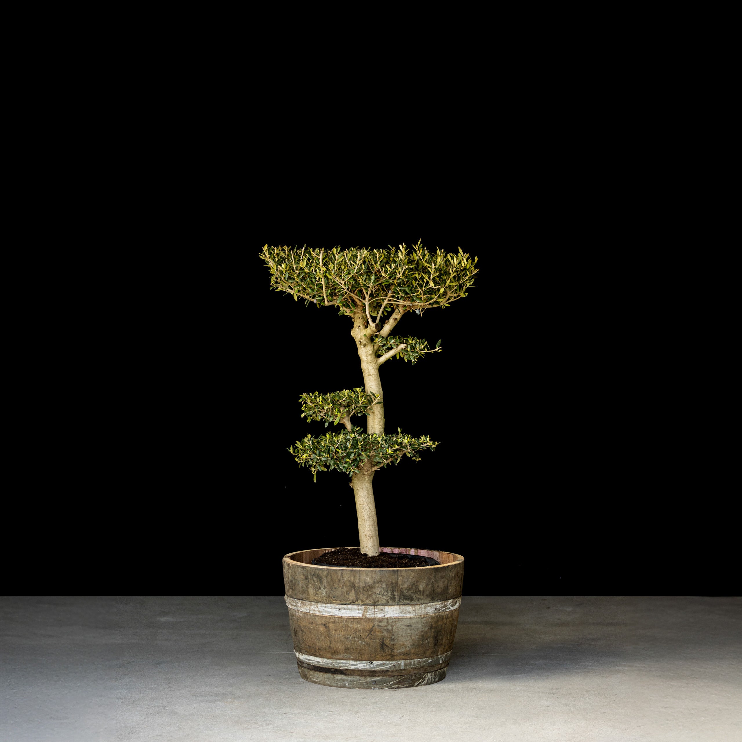 Bonsai Oliventræ, 40-45 år