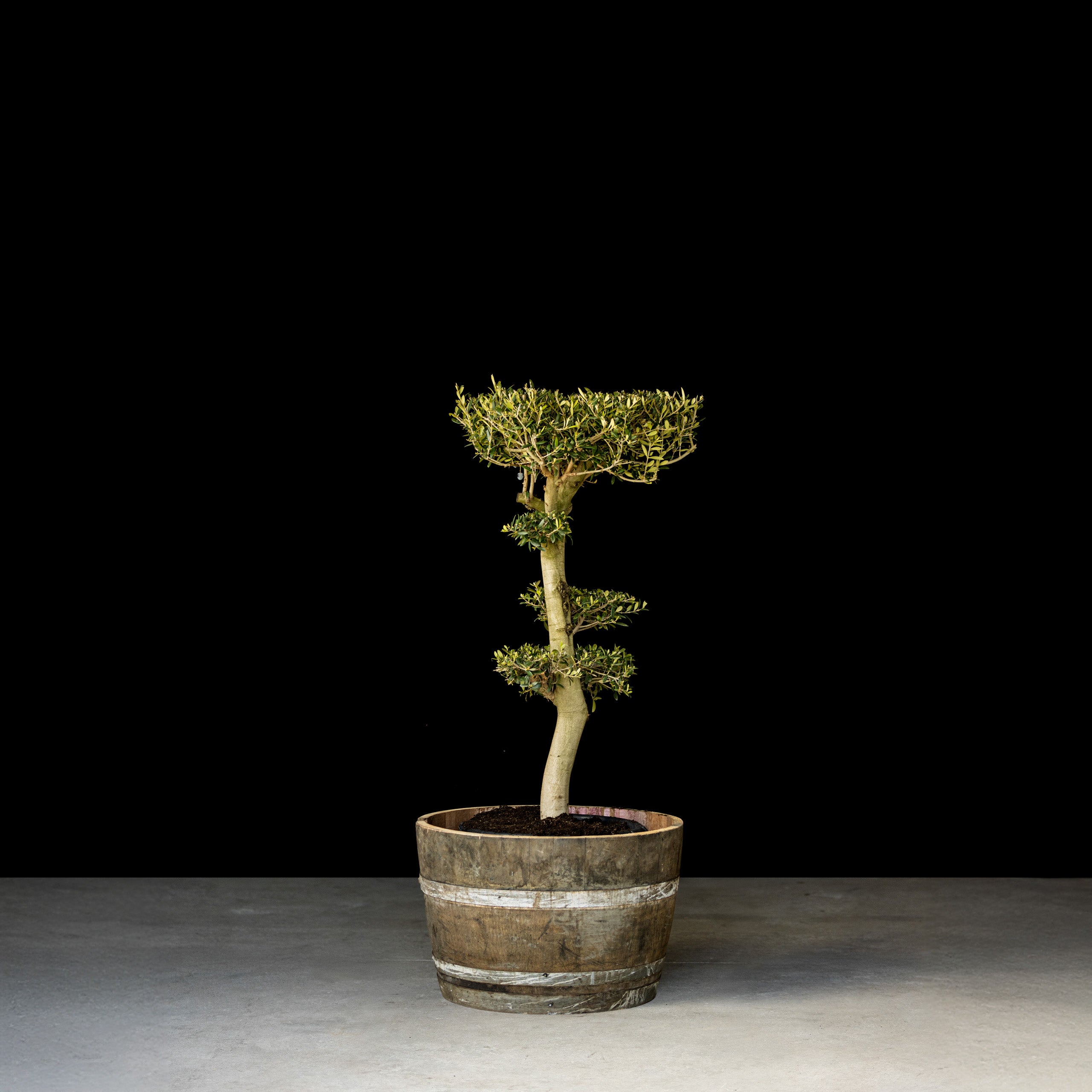 Bonsai Oliventræ, 25-35 år