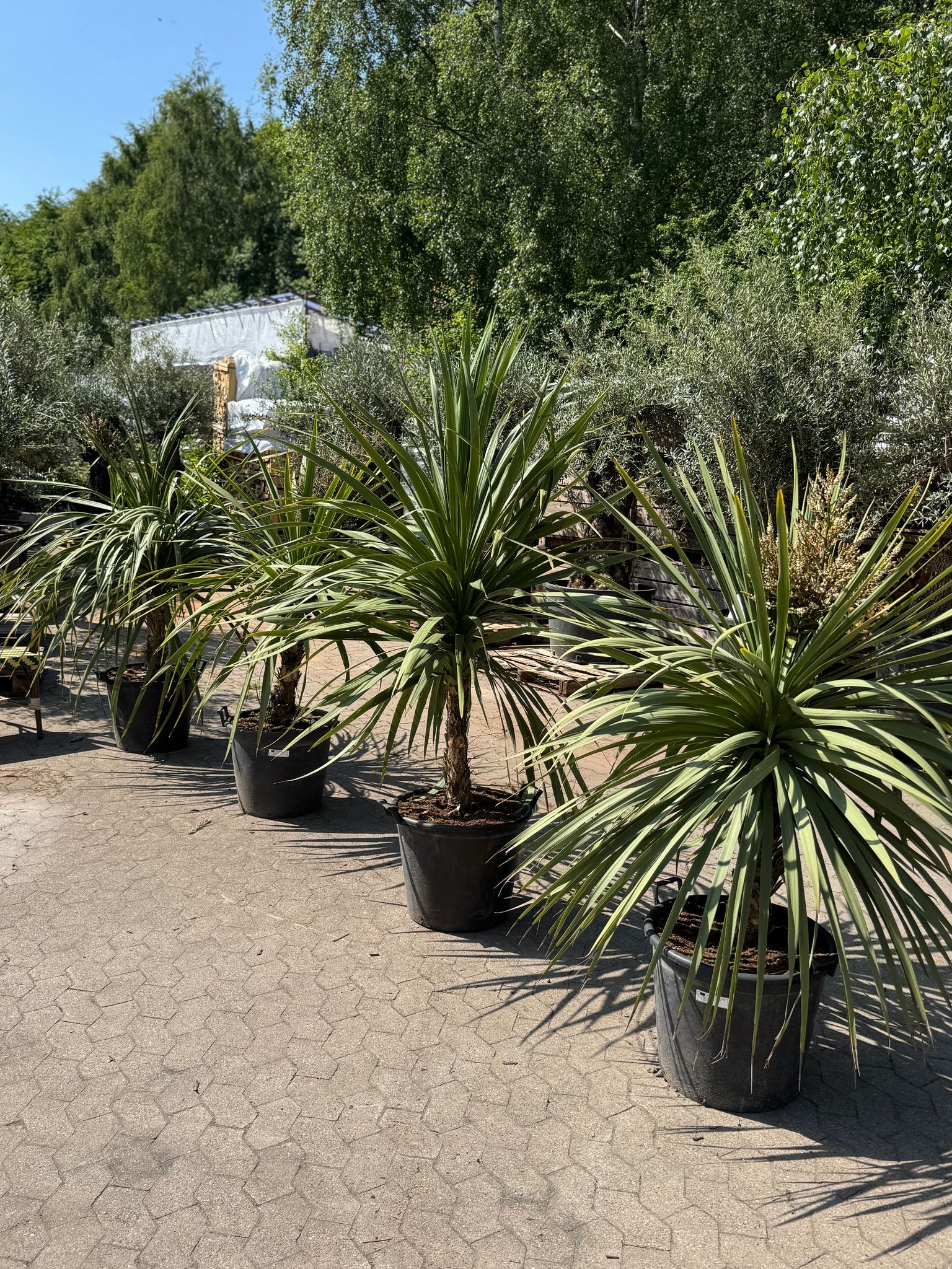 Dracaena Indivisa Palme, +100cm