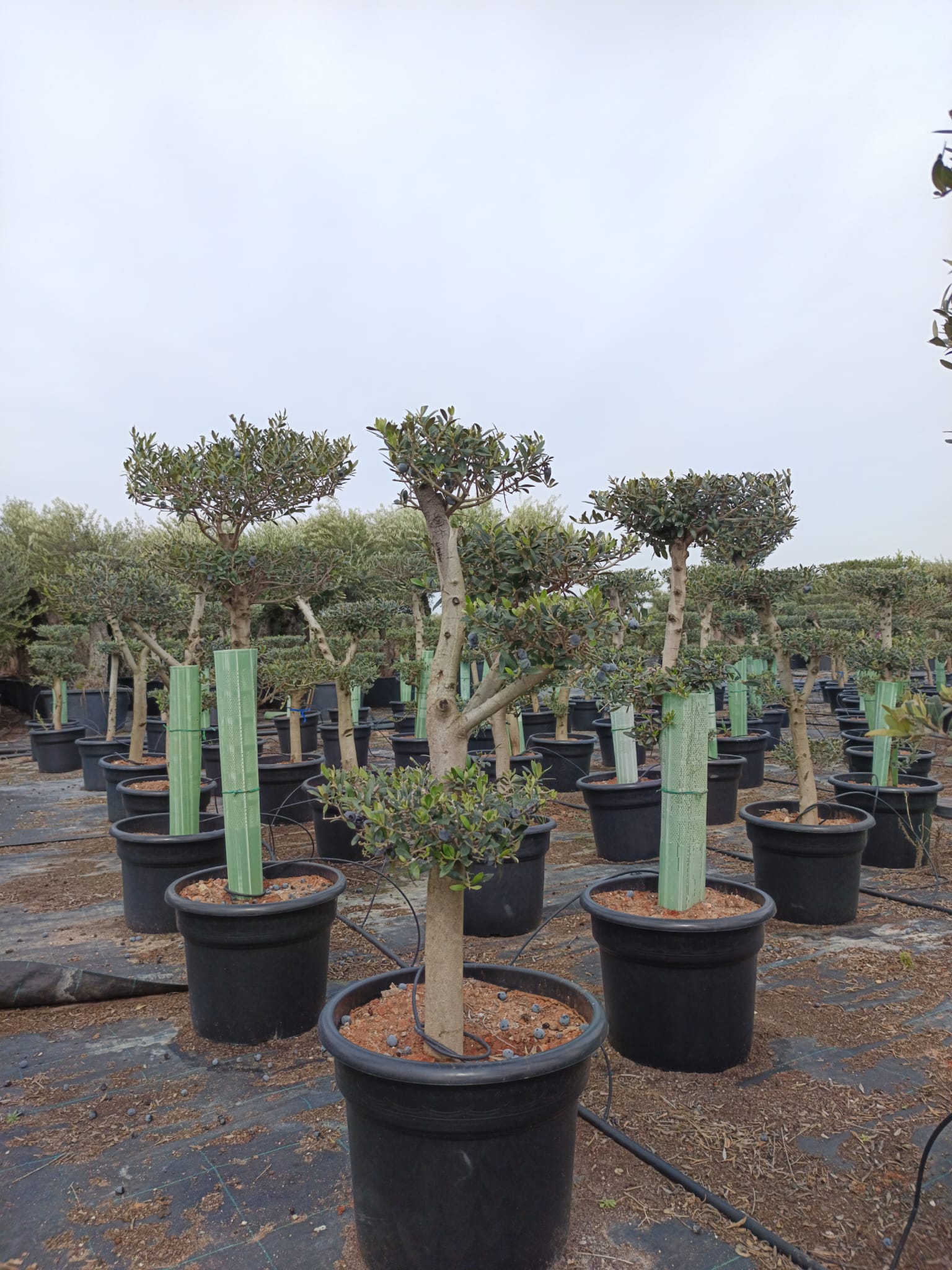 Bonsai Oliventræ, 25-35 år