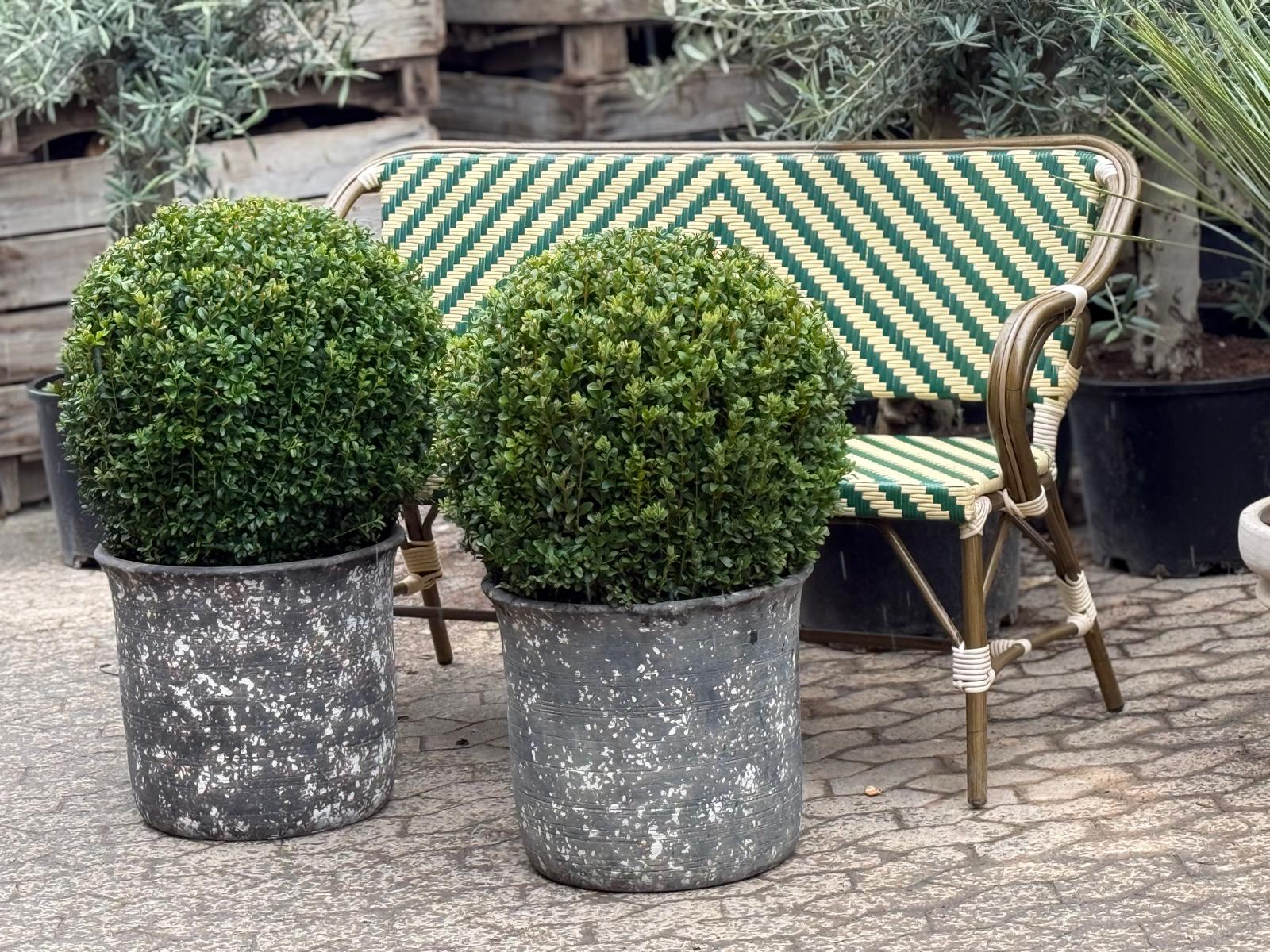 Buksbom Ø60 + Quercus, Ø45 (Omplantet)