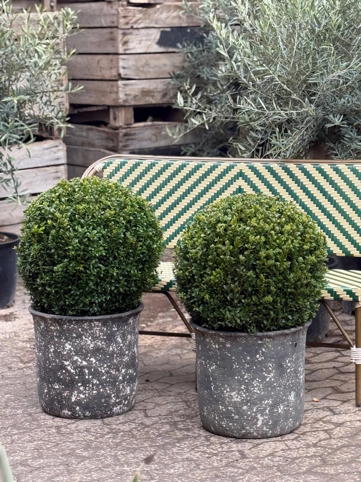 Buksbom Ø60 + Quercus, Ø45 (Omplantet)