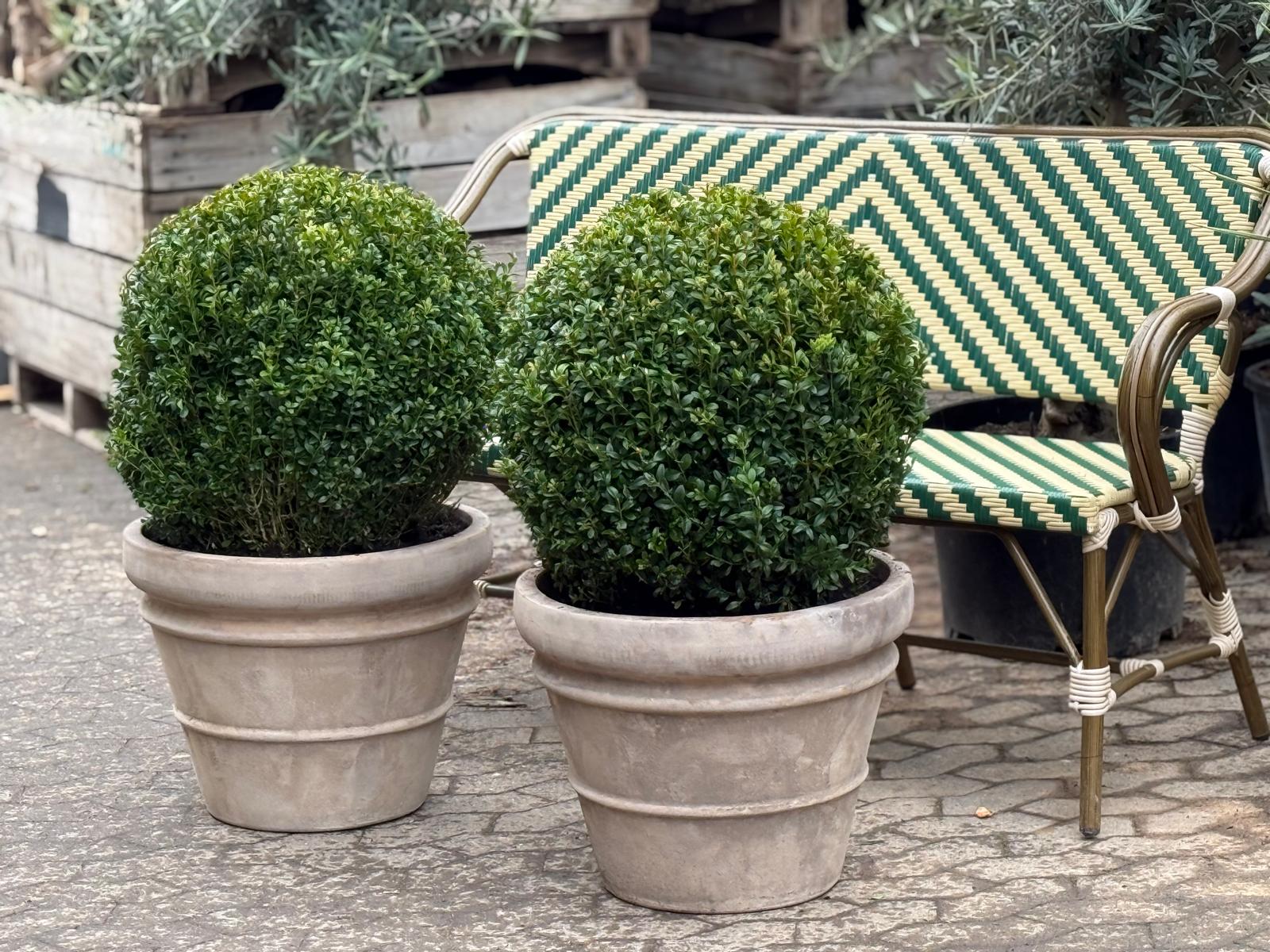 Buksbom Ø60 + Florae Choco, Ø50 (Omplantet)