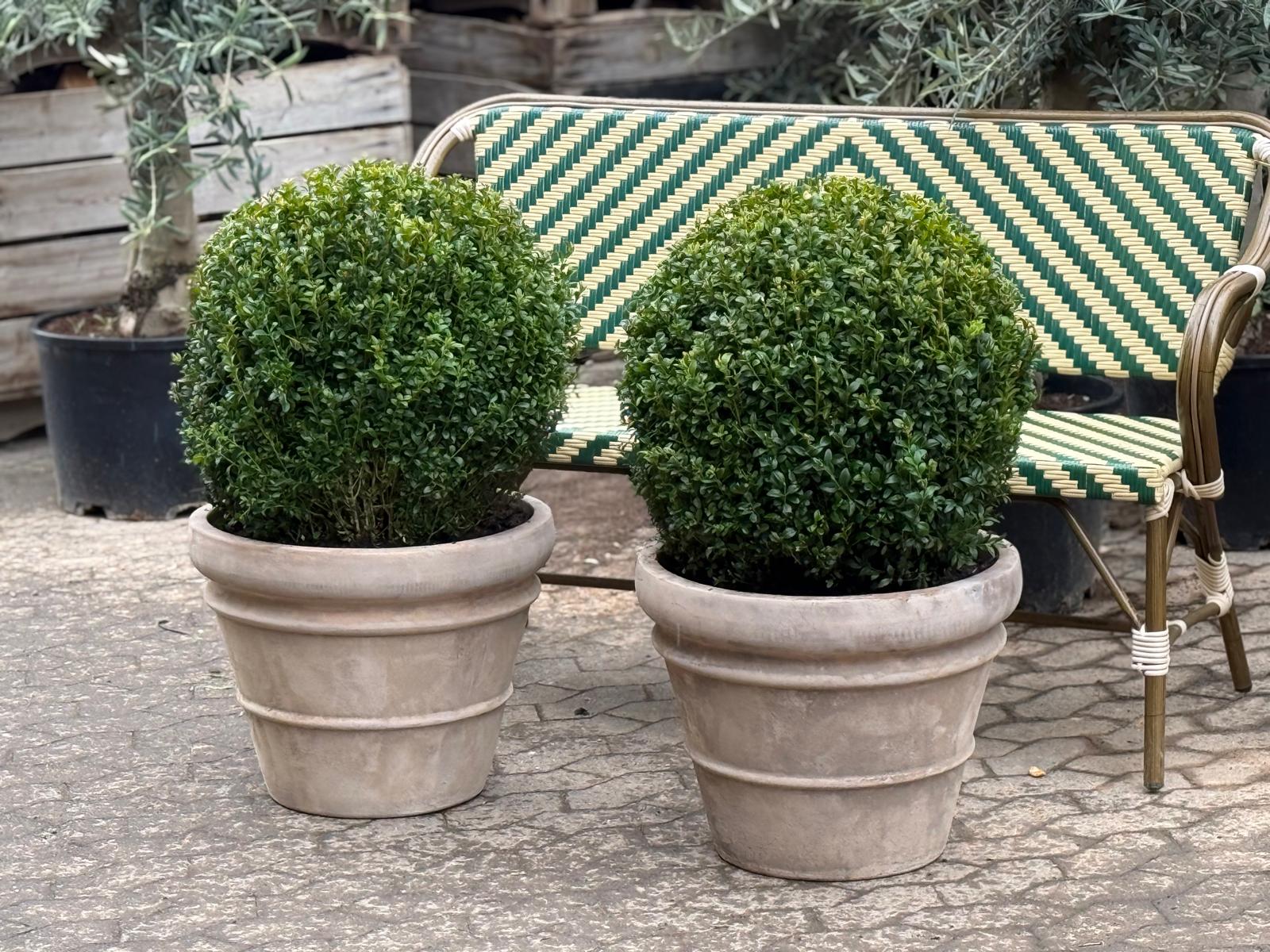 Buksbom Ø60 + Florae Choco, Ø50 (Omplantet)