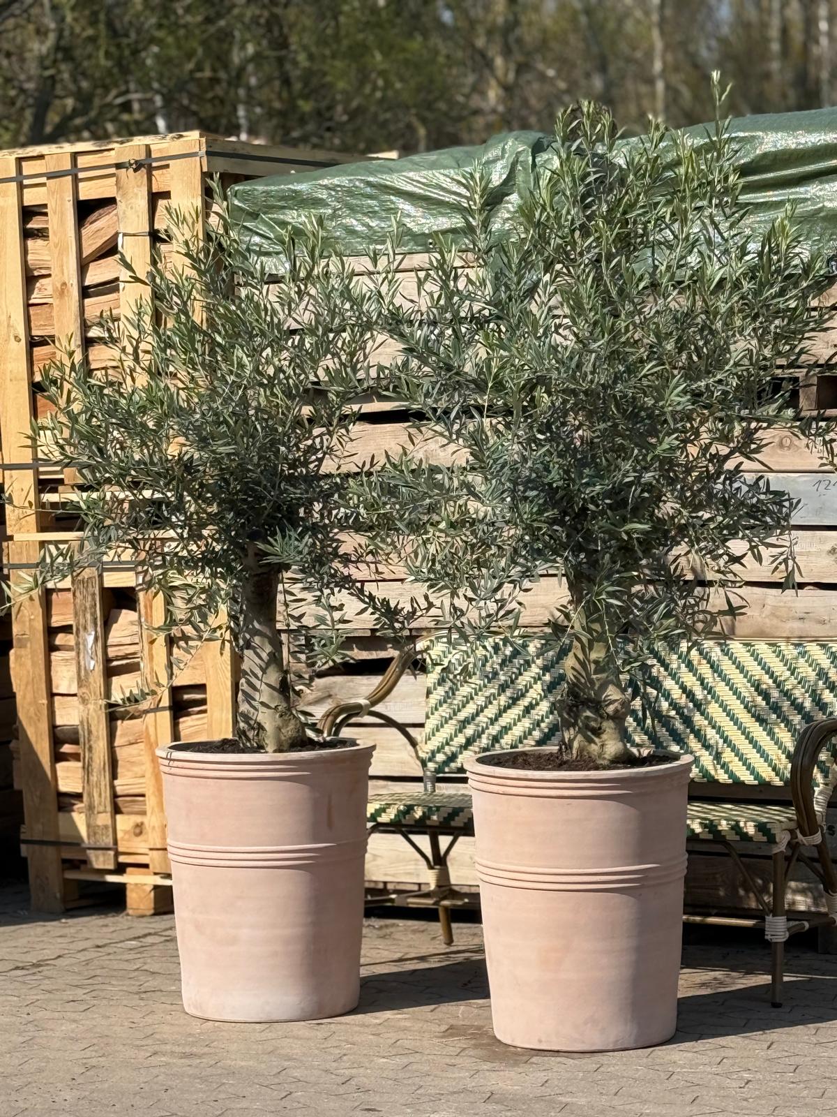 Oliventræ +45år + Terravita Krukke, Ø55cm (2 stk. Omplantet)