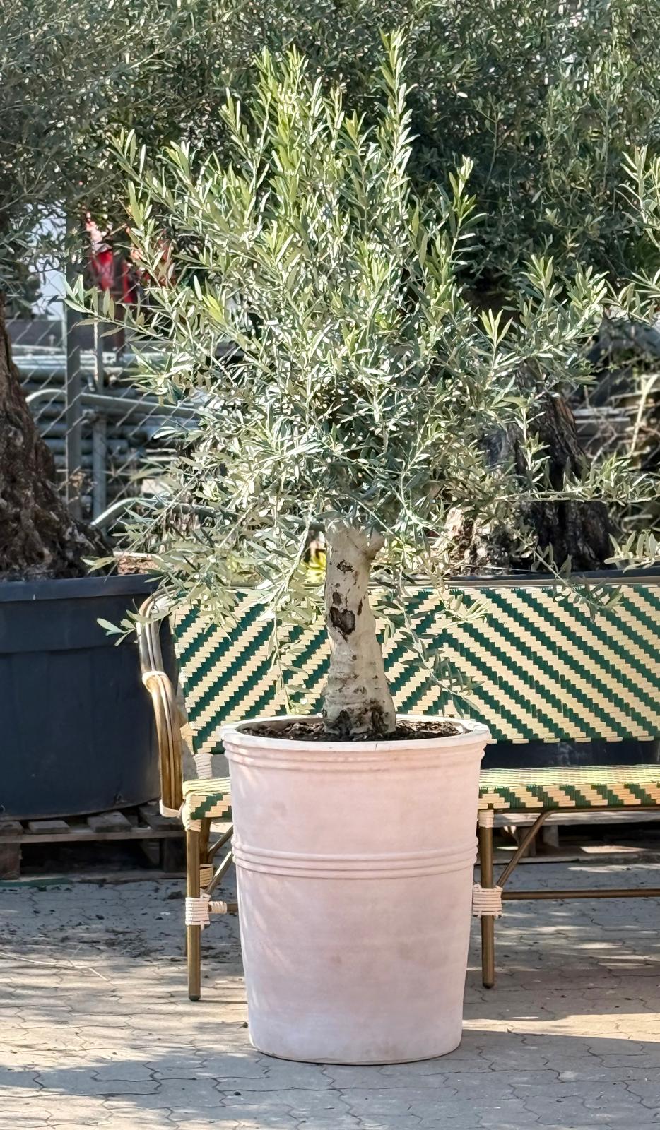 Oliventræ +45år + Terravita Krukke, Ø55cm (1 stk. Omplantet)