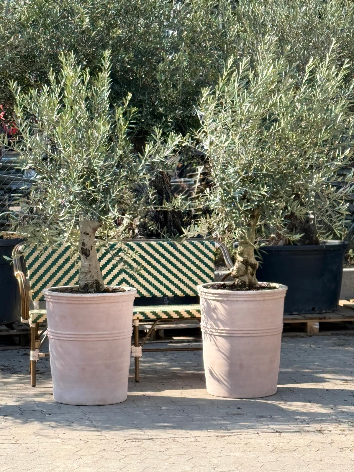 Oliventræ +45år + Terravita Krukke, Ø55cm (1 stk. Omplantet)