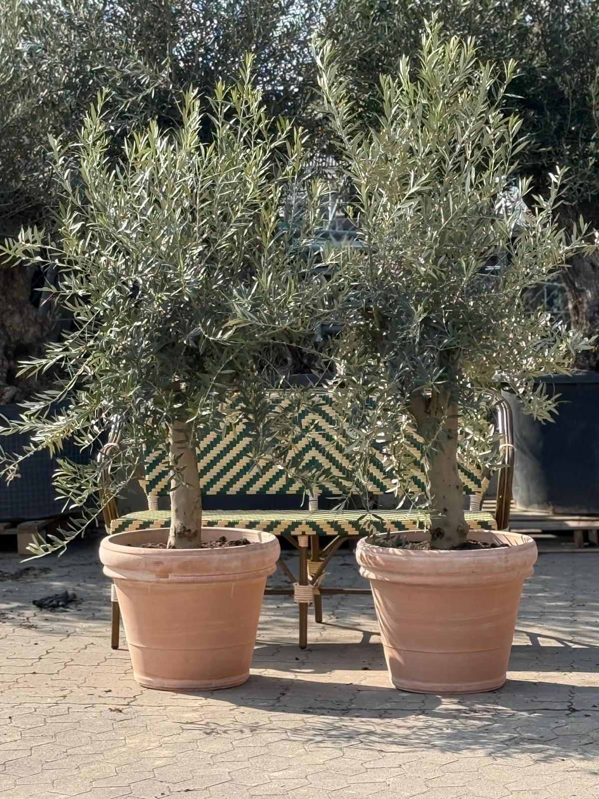 Oliventræ +45år + Marbella Krukke, Ø56cm (1 stk. Omplantet)
