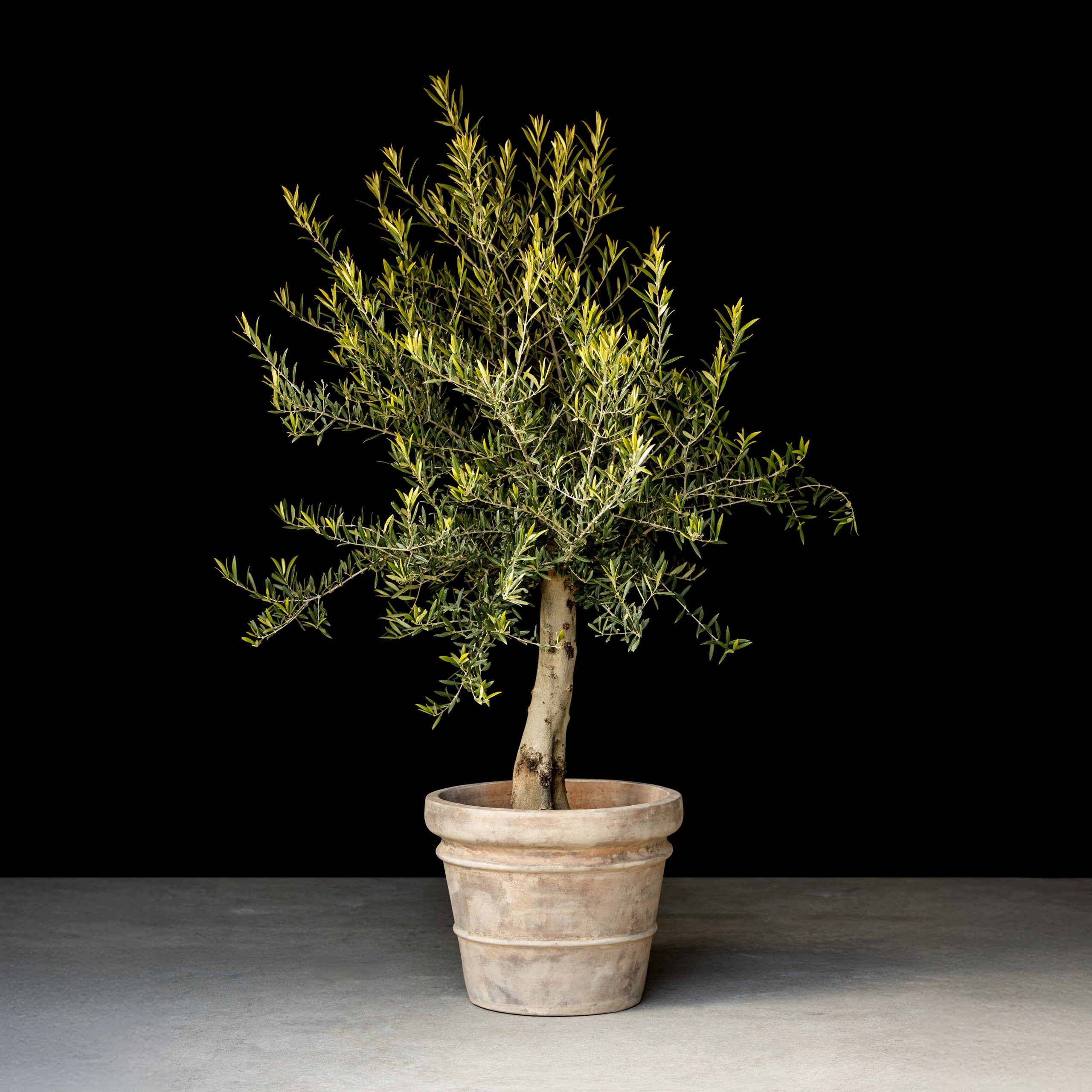 Oliventræ, 35-45 år, 180-210 cm