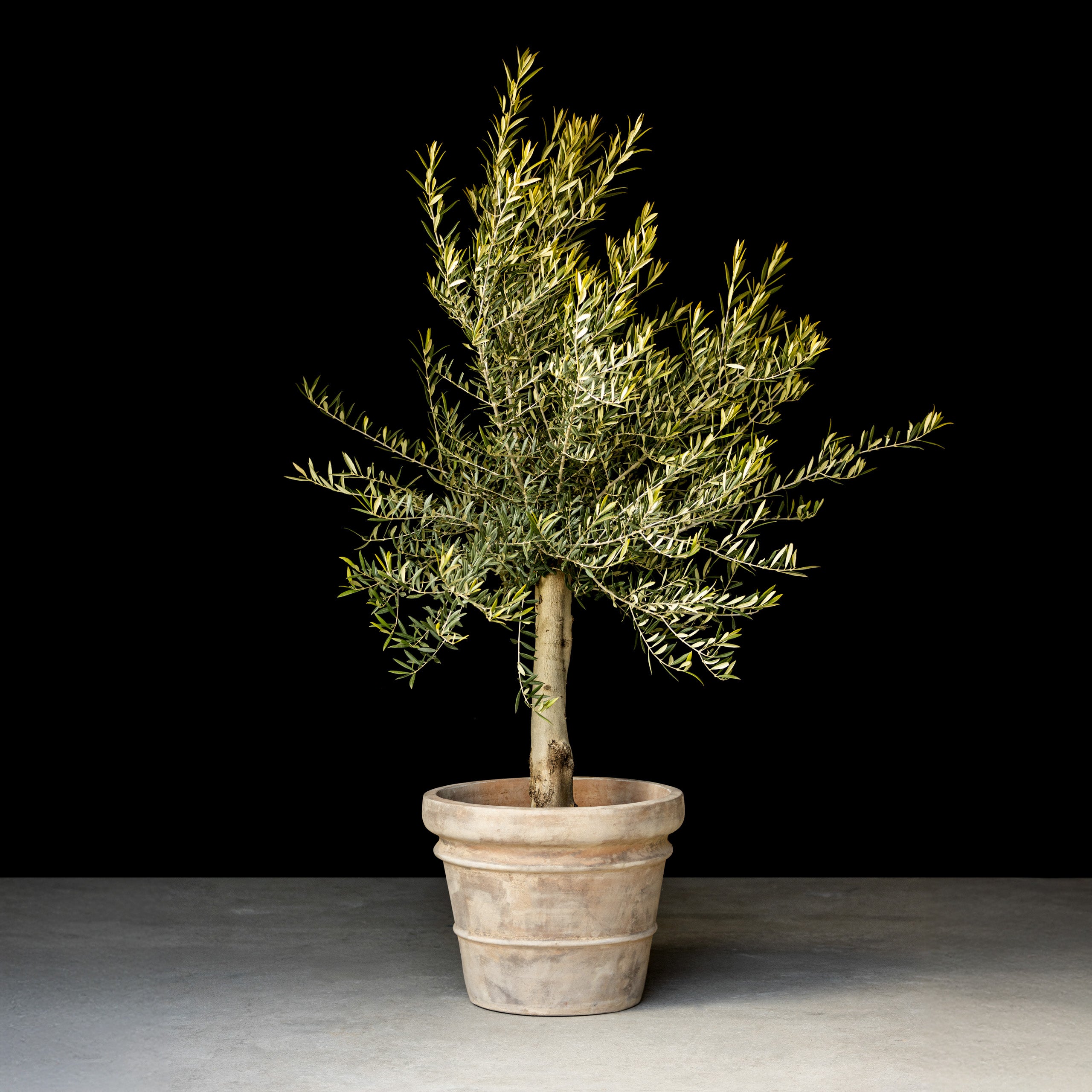 Oliventræ, 25-35 år, 170-200 cm