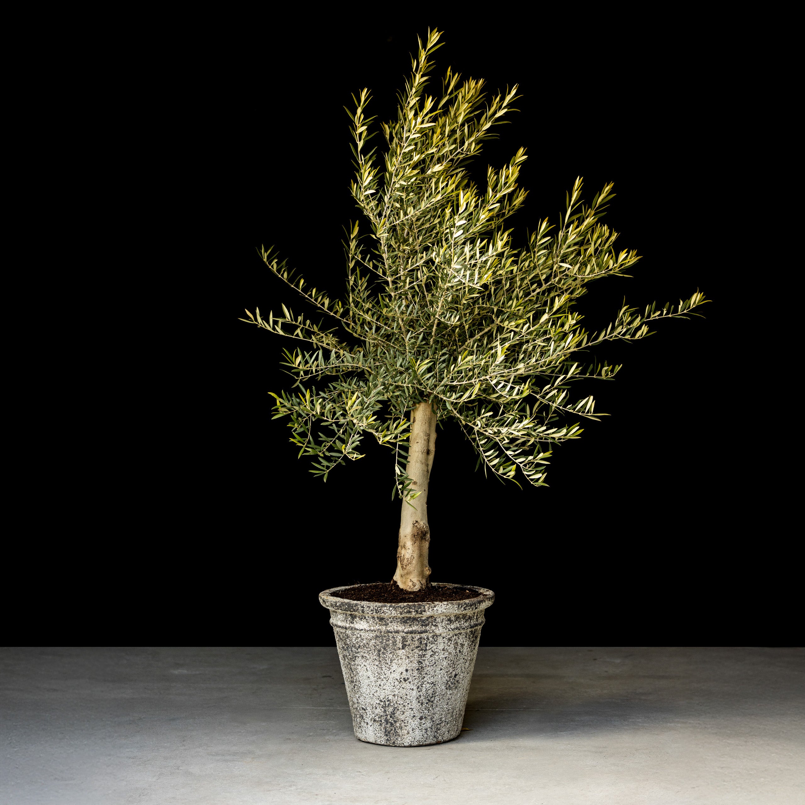 Oliventræ, Hoji Blanco +35 år, 170-200cm