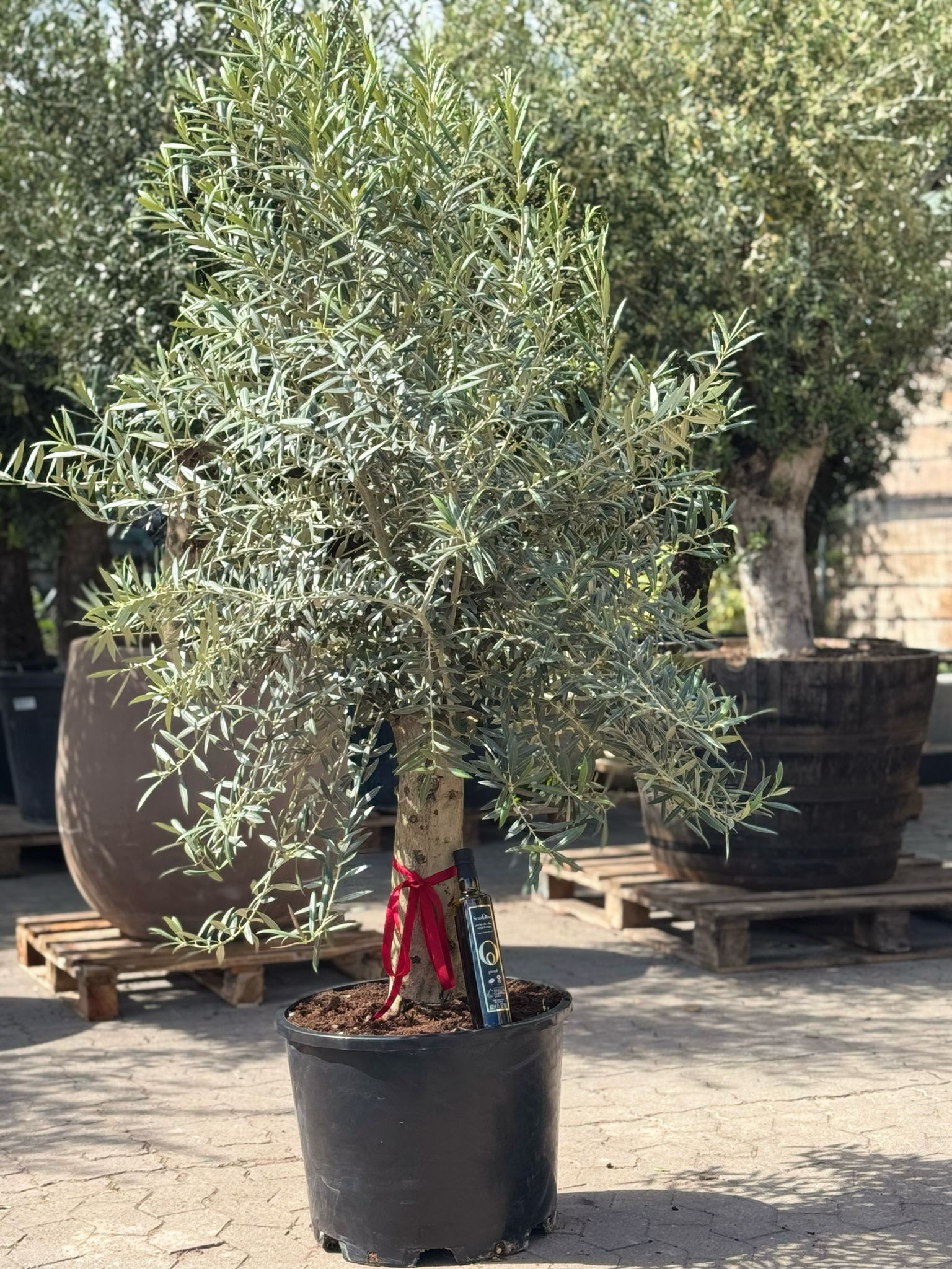 Oliventræ, Hoji Blanco +35 år, 170-200cm