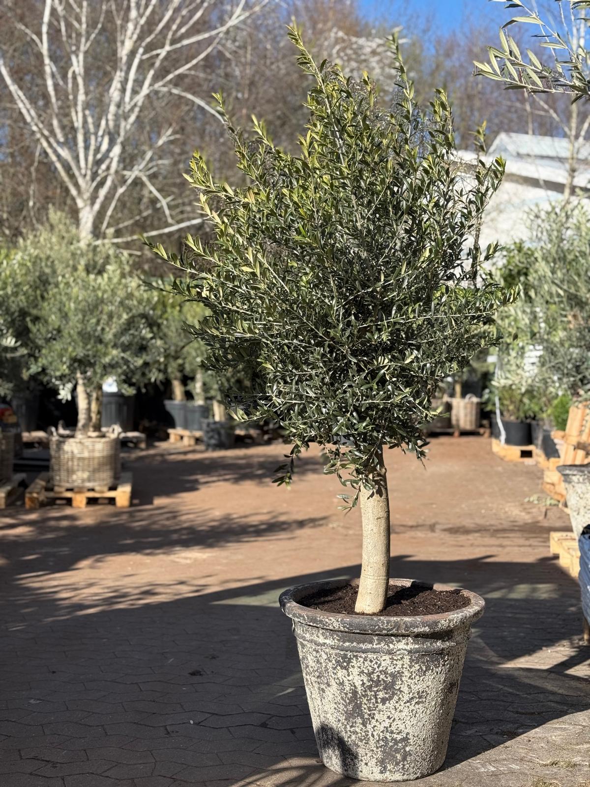 Oliventræ + Betula havekrukke, Ø57 (Omplantet)