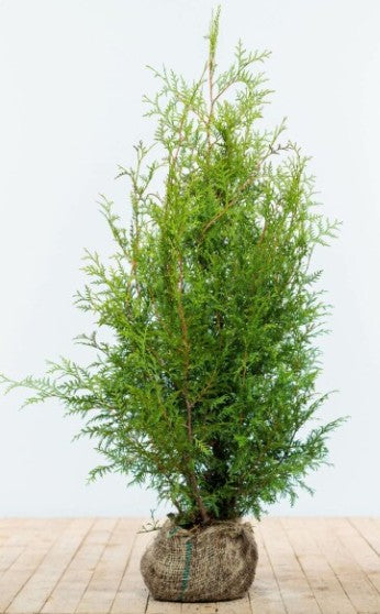 Thuja 'Brabant' rodklump 100-120 cm