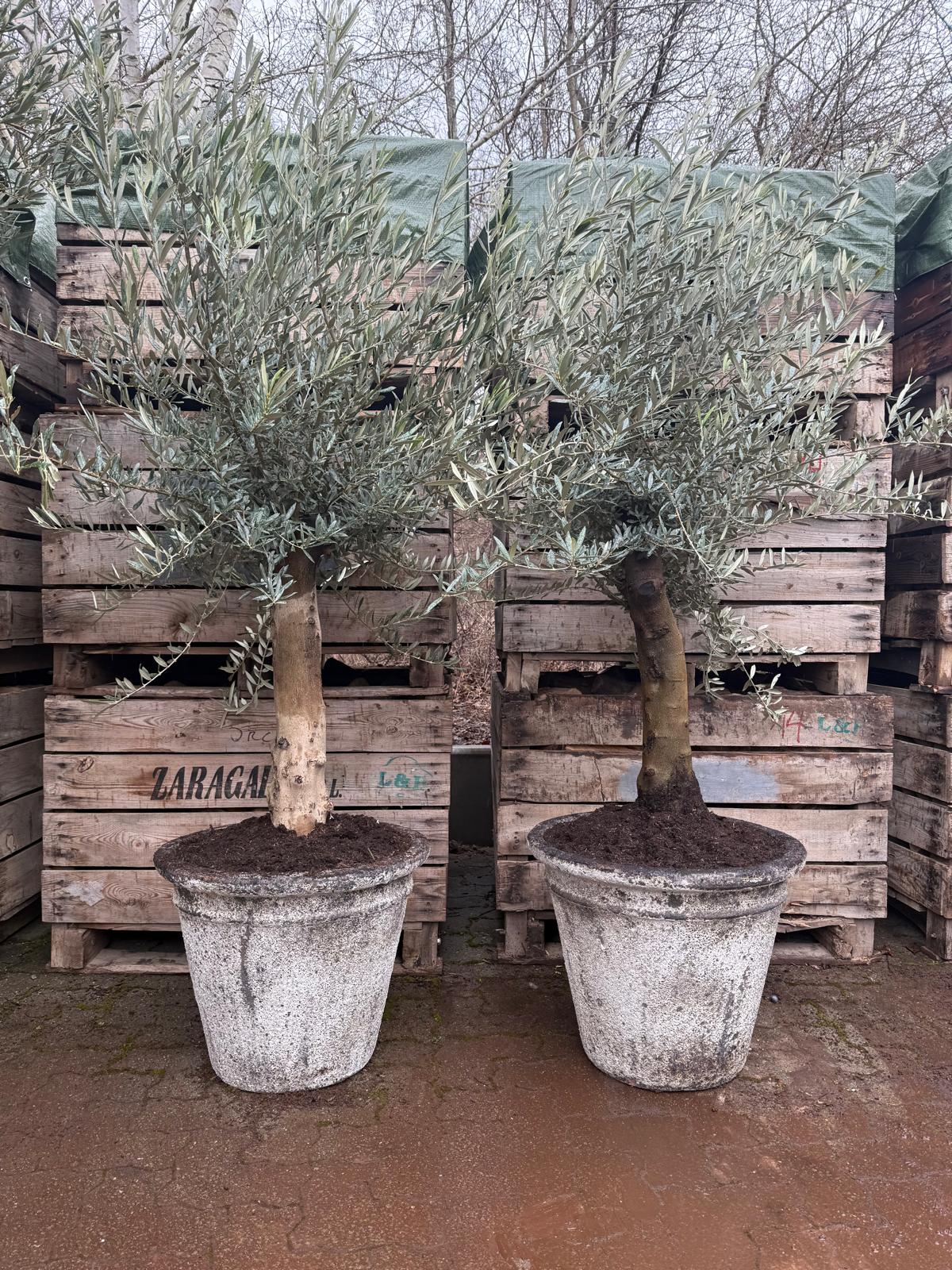 2 Oliventræer + Havekrukke Betula, Ø57xh50 (Omplantet)