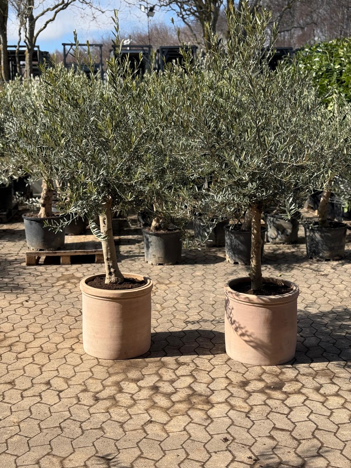 2 stk. Oliventræer + Terra krukker, Ø48 (Omplantet)