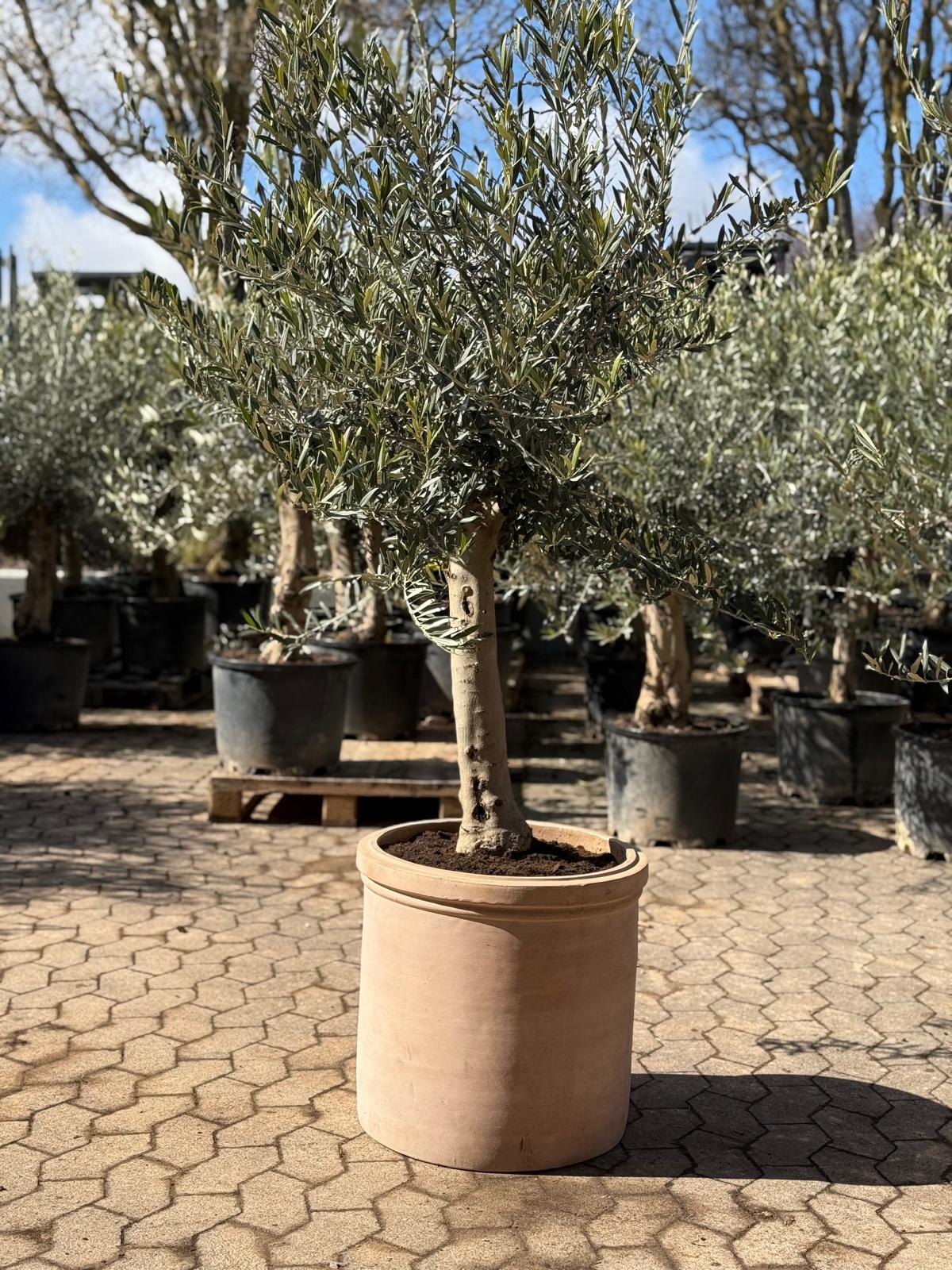 Oliventræ + Terra krukke, Ø48 (Omplantet)