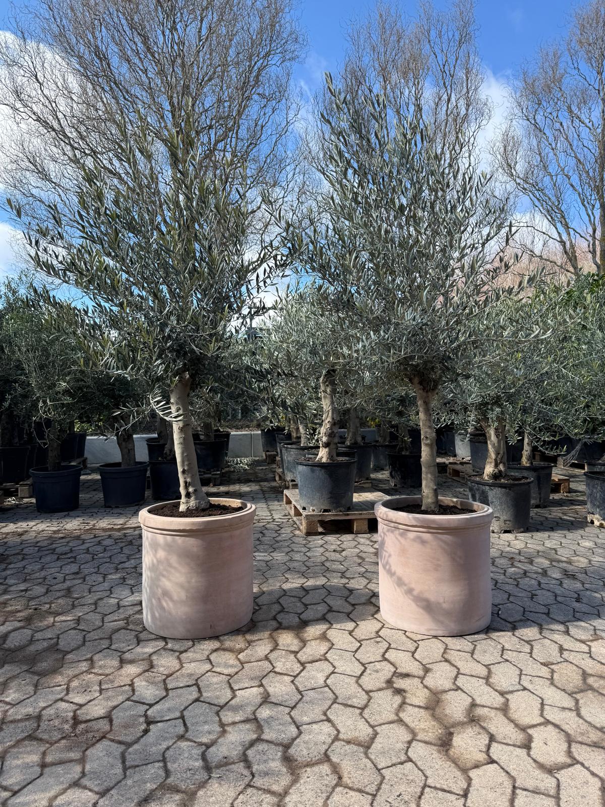 2 stk. Oliventræer + Terra krukker, Ø48 (Omplantet)