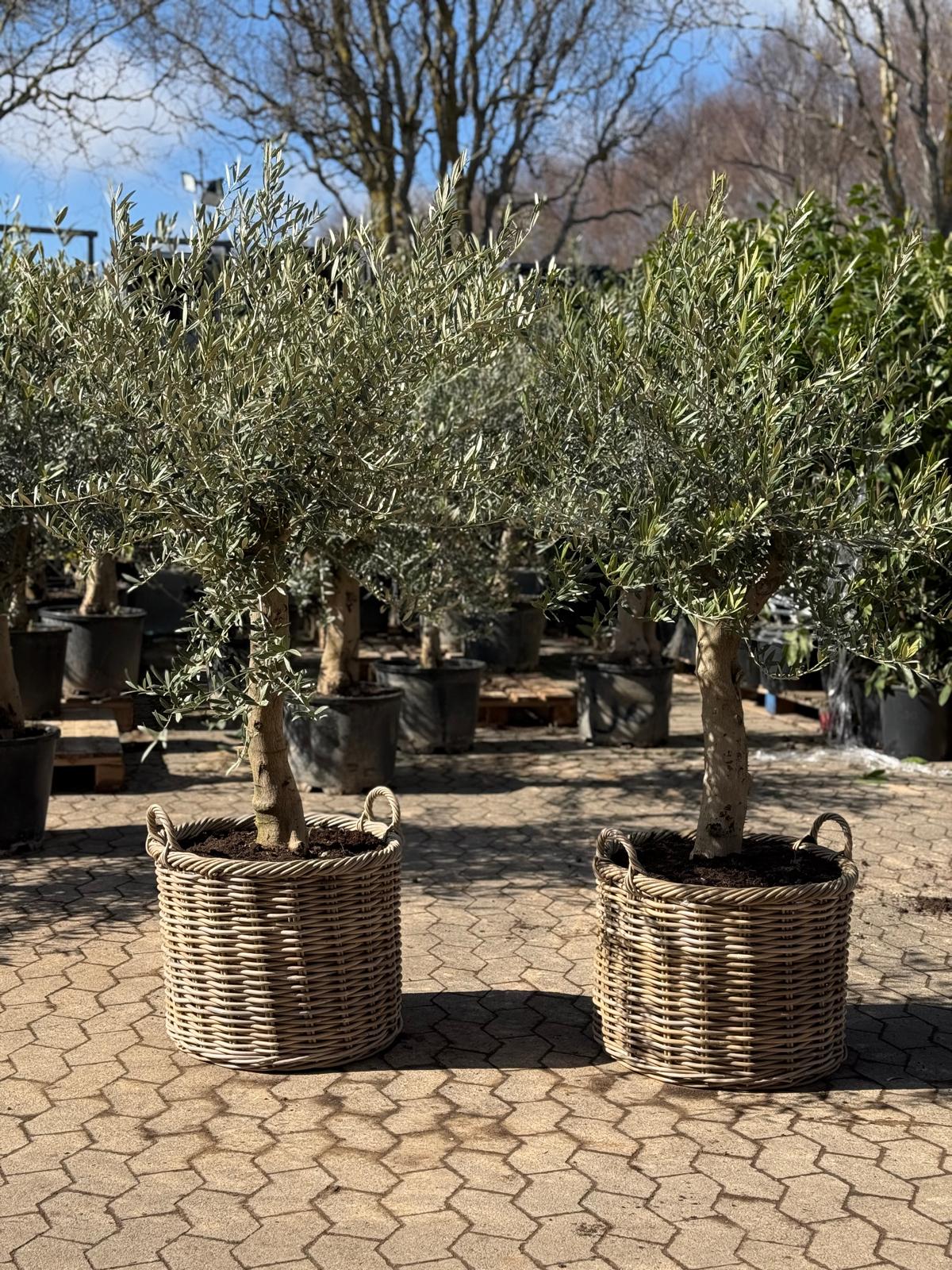 2 stk. Oliventræer + Salix fletkurve, Ø54 (Omplantet)