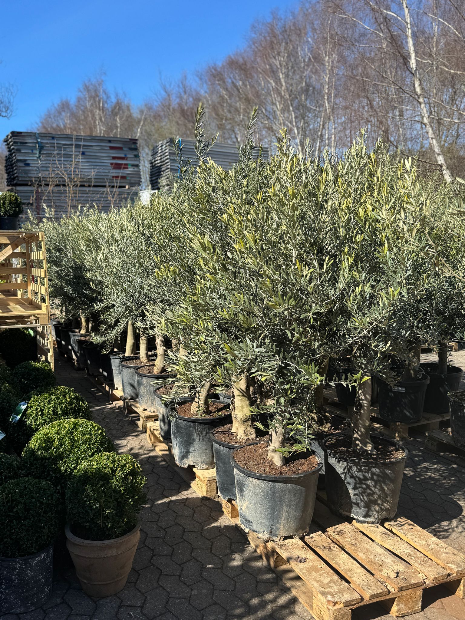 Oliventræer - 2. sortering