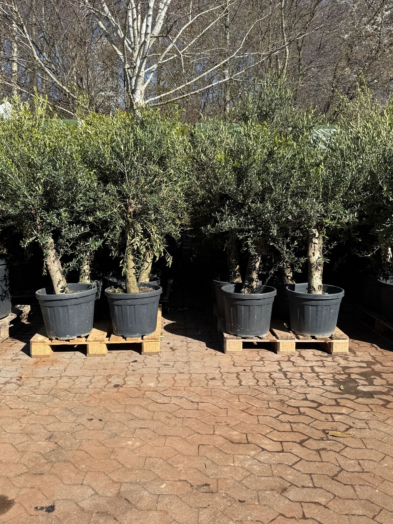 Oliventræer - 2. sortering