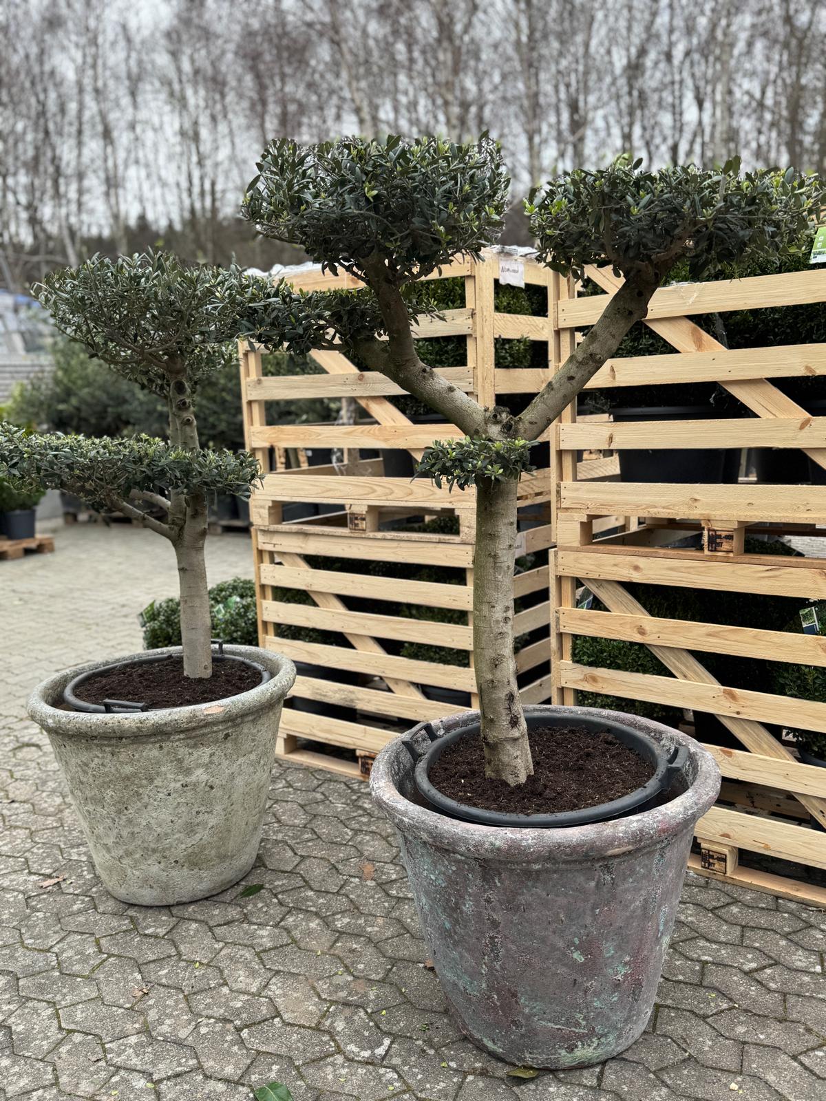 Bonsai Oliventræ, 40-45 år