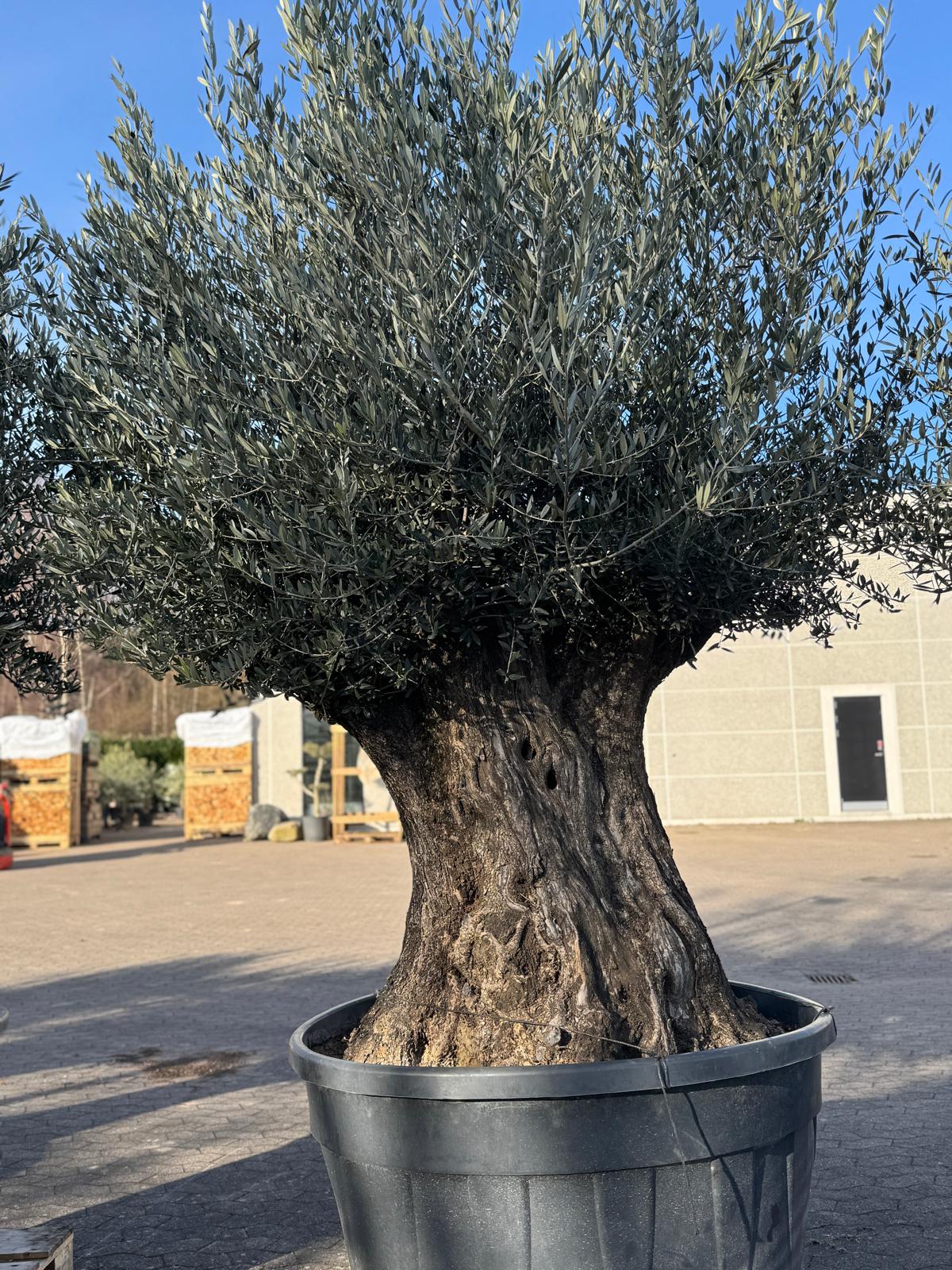 Oliventræ, 300-400 år, 210-240 cm